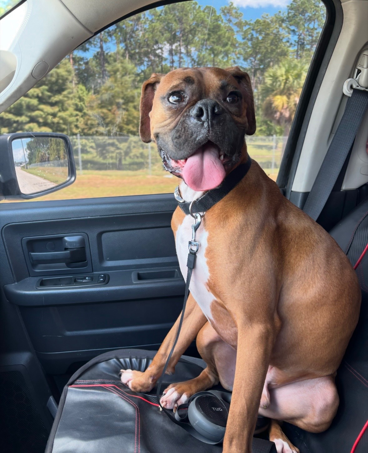 Help Us Bring Our Boxer to Italy campaign photo, 4 of 8