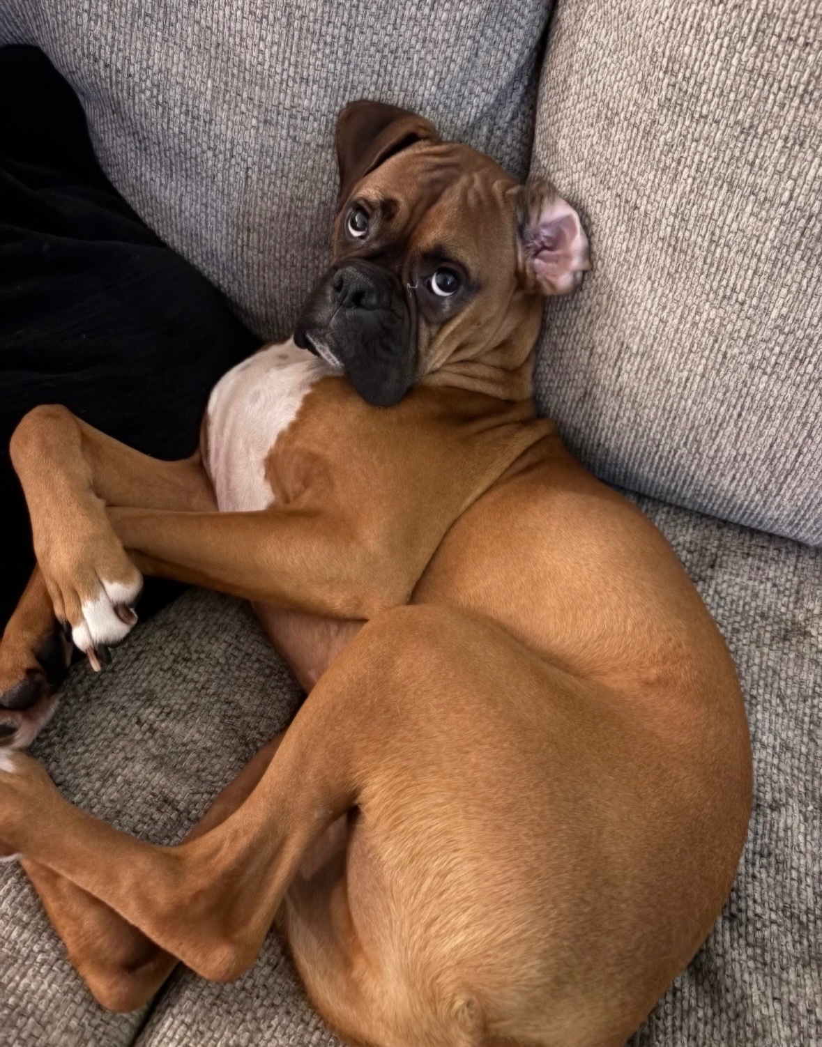 Help Us Bring Our Boxer to Italy campaign photo, 5 of 8