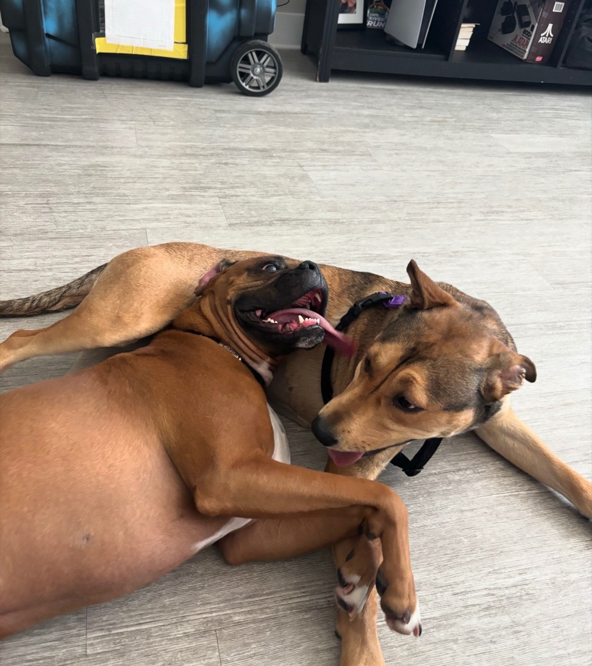 Help Us Bring Our Boxer to Italy campaign photo, 6 of 8