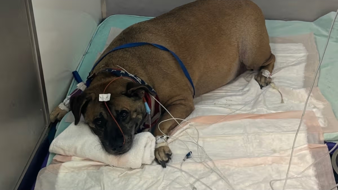 Help Bruce Recover After House Fire campaign photo, 8 of 12