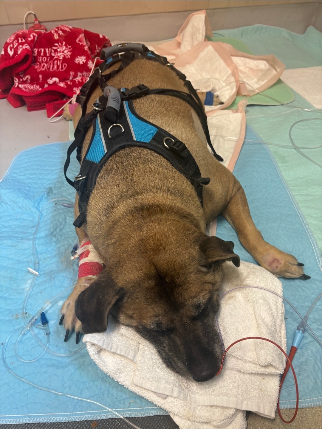 Help Bruce Recover After House Fire campaign photo, 9 of 12
