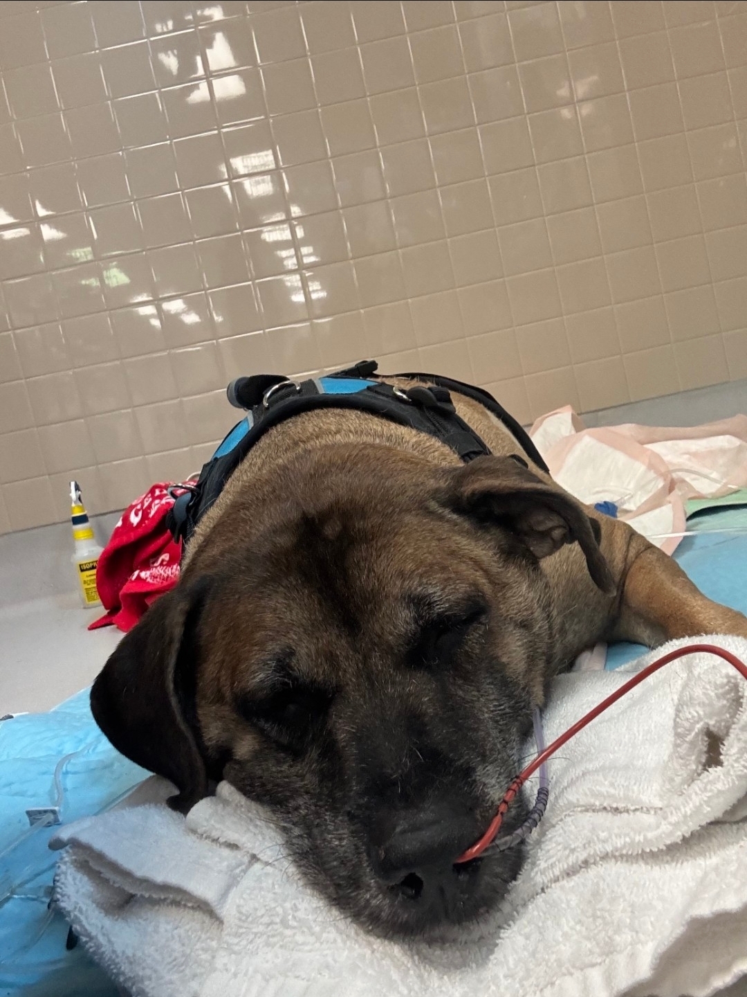 Help Bruce Recover After House Fire campaign photo, 10 of 12