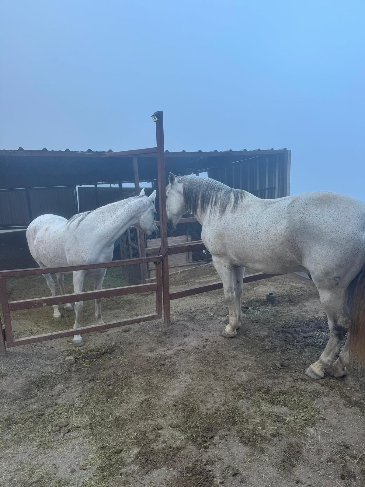 Healing with Horses at Good Soul Foundation campaign photo, 4 of 7