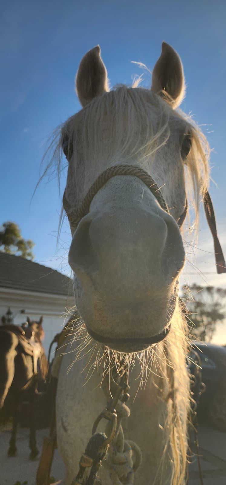 Healing with Horses at Good Soul Foundation campaign photo, 6 of 7