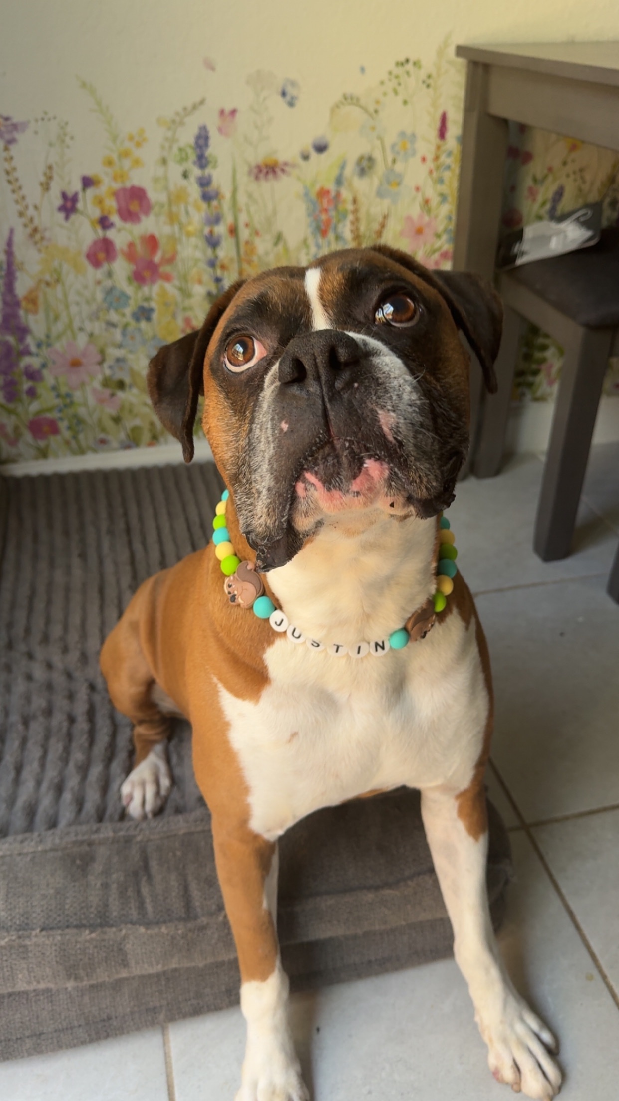 Support Justin’s Veterinary Treatment campaign photo, 2 of 5