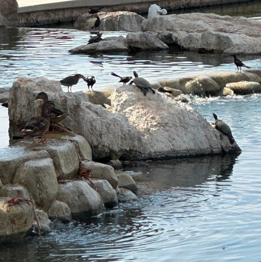 Help Save Freestone Park's Beloved Ducks & Turtles campaign photo, 7 of 8