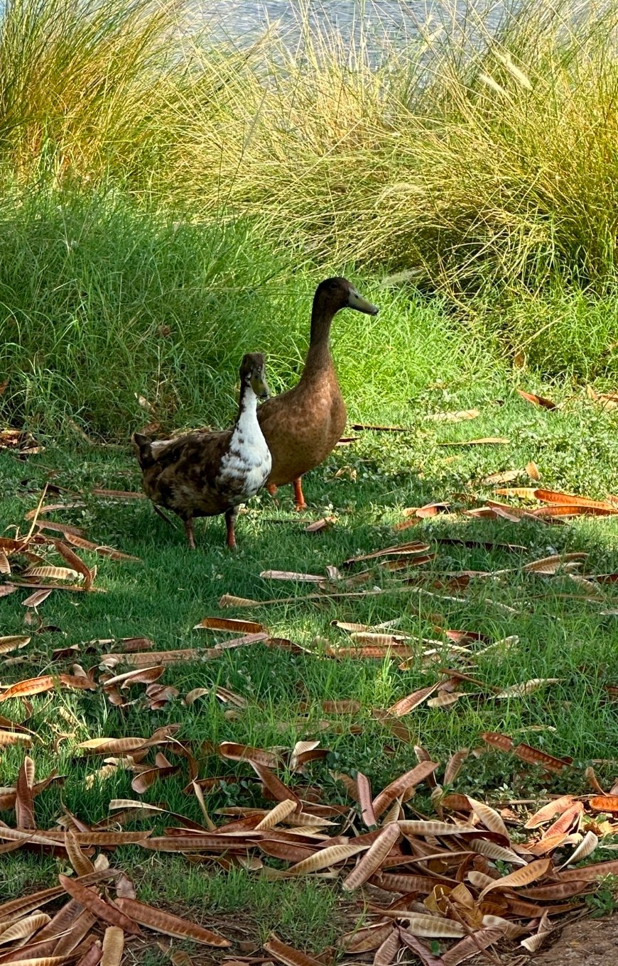 Help Save Freestone Park's Beloved Ducks & Turtles campaign photo, 2 of 8