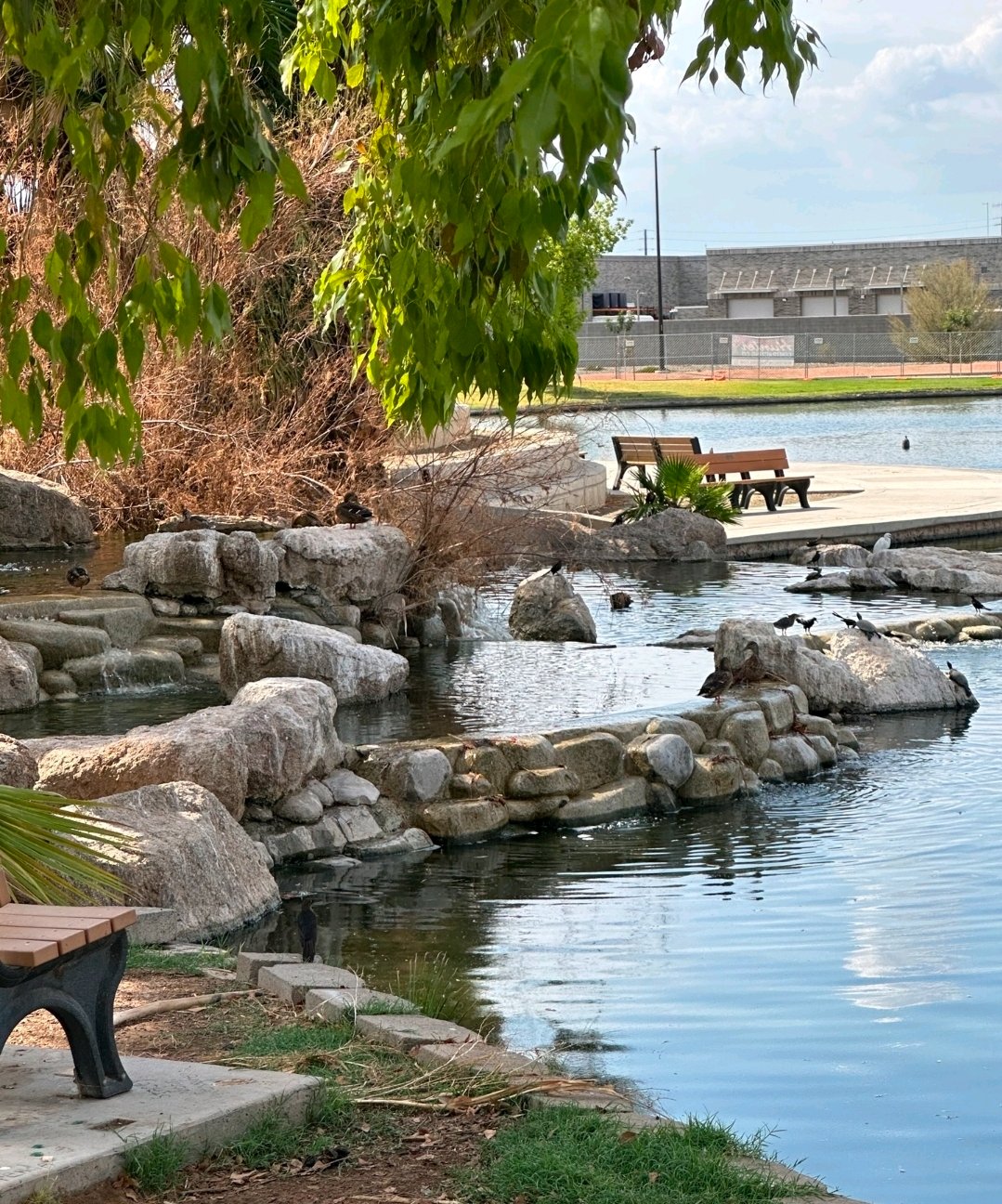 Help Save Freestone Park's Beloved Ducks & Turtles campaign photo, 4 of 8