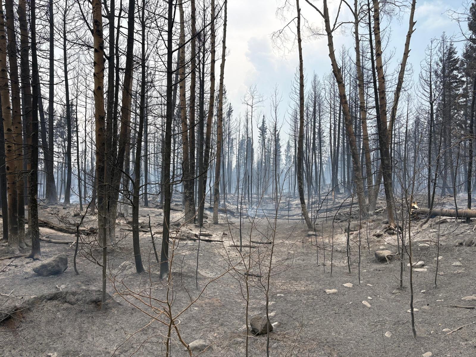 Help Barb Edmonson Rebuild Firefly Ranch After Clinton Fires campaign photo, 6 of 7