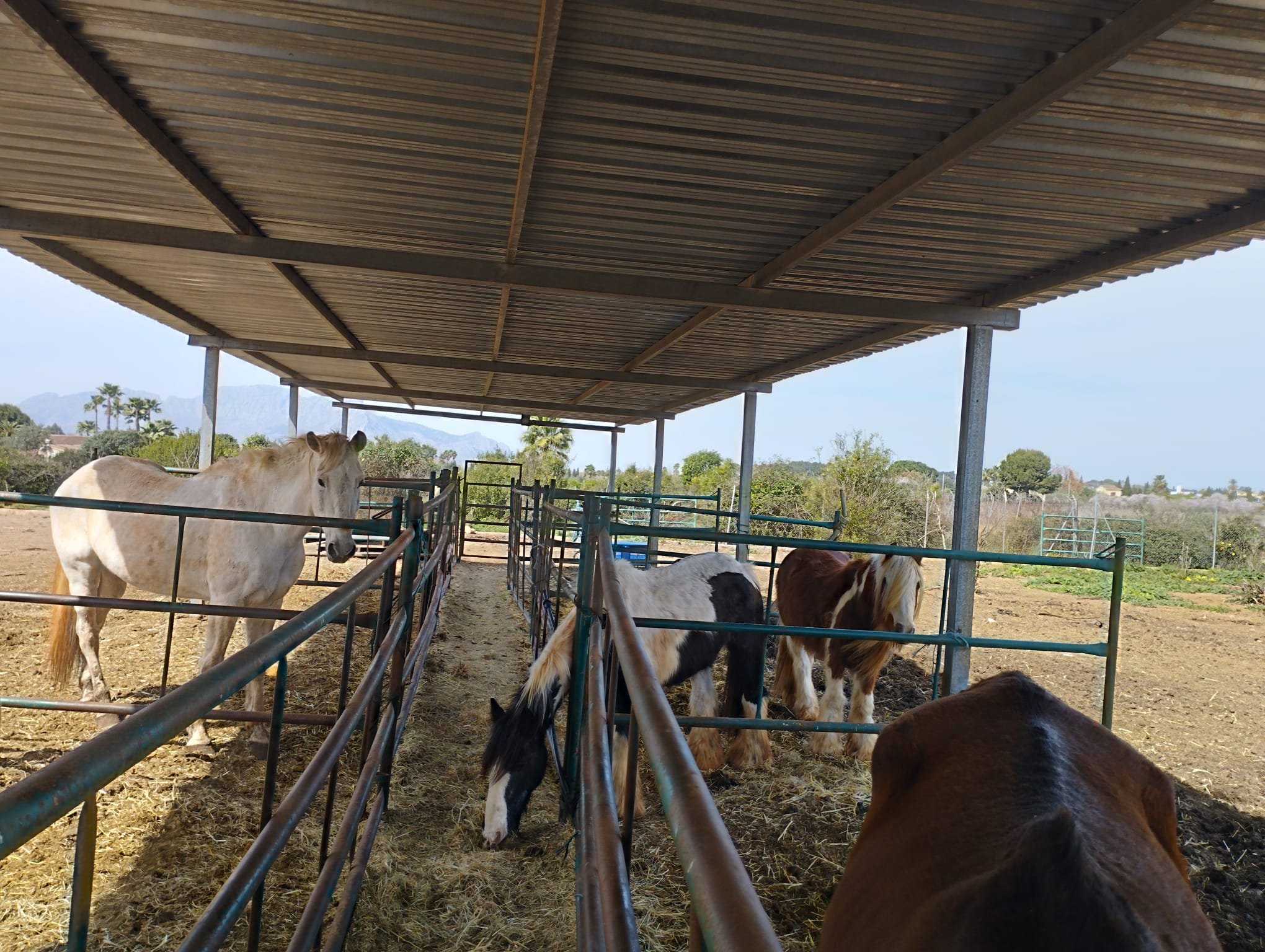 New Shelter for horses campaign photo, 2 of 5