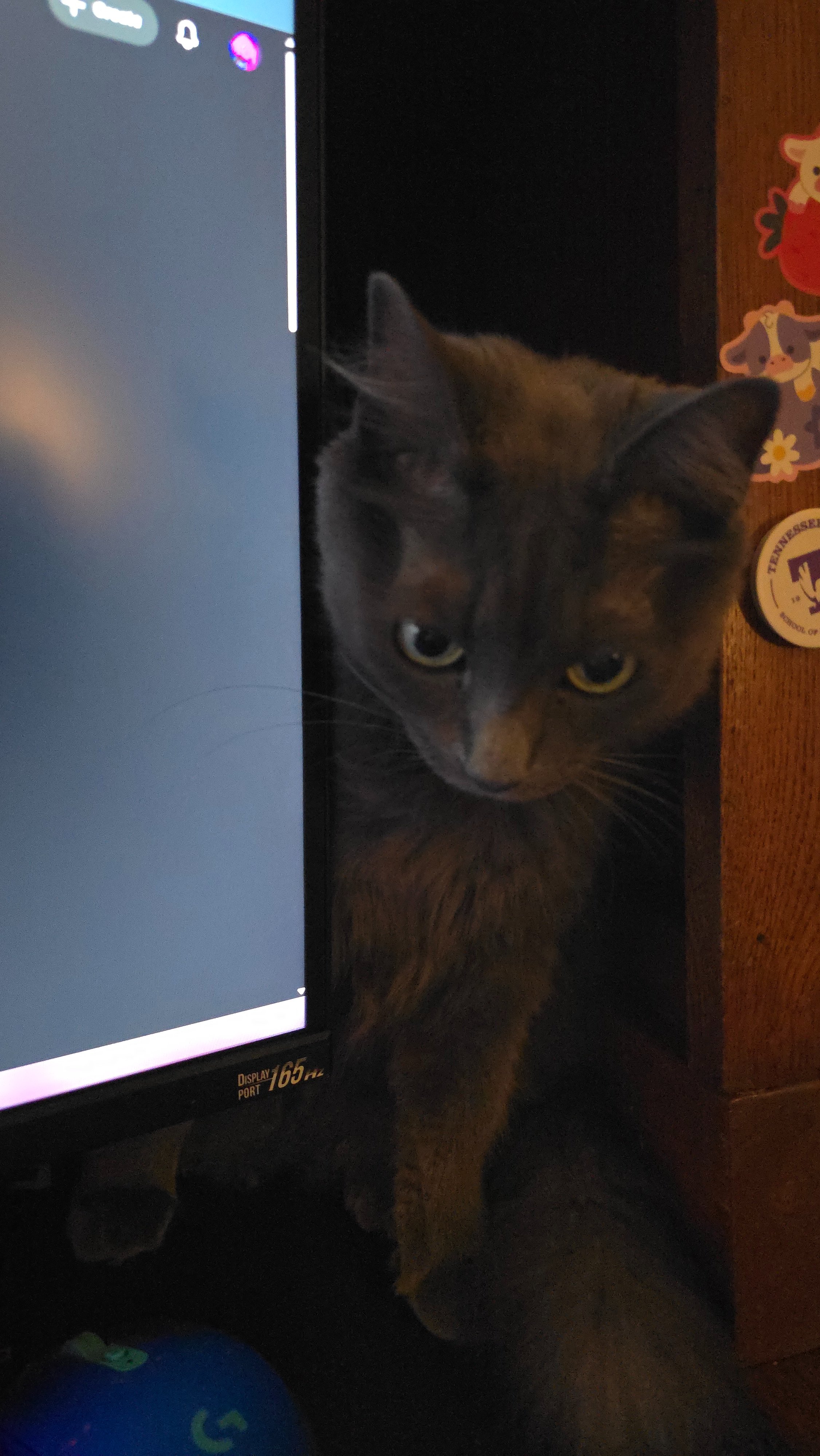 Support for Rent and My Cat's Medical Needs campaign photo, 7 of 8