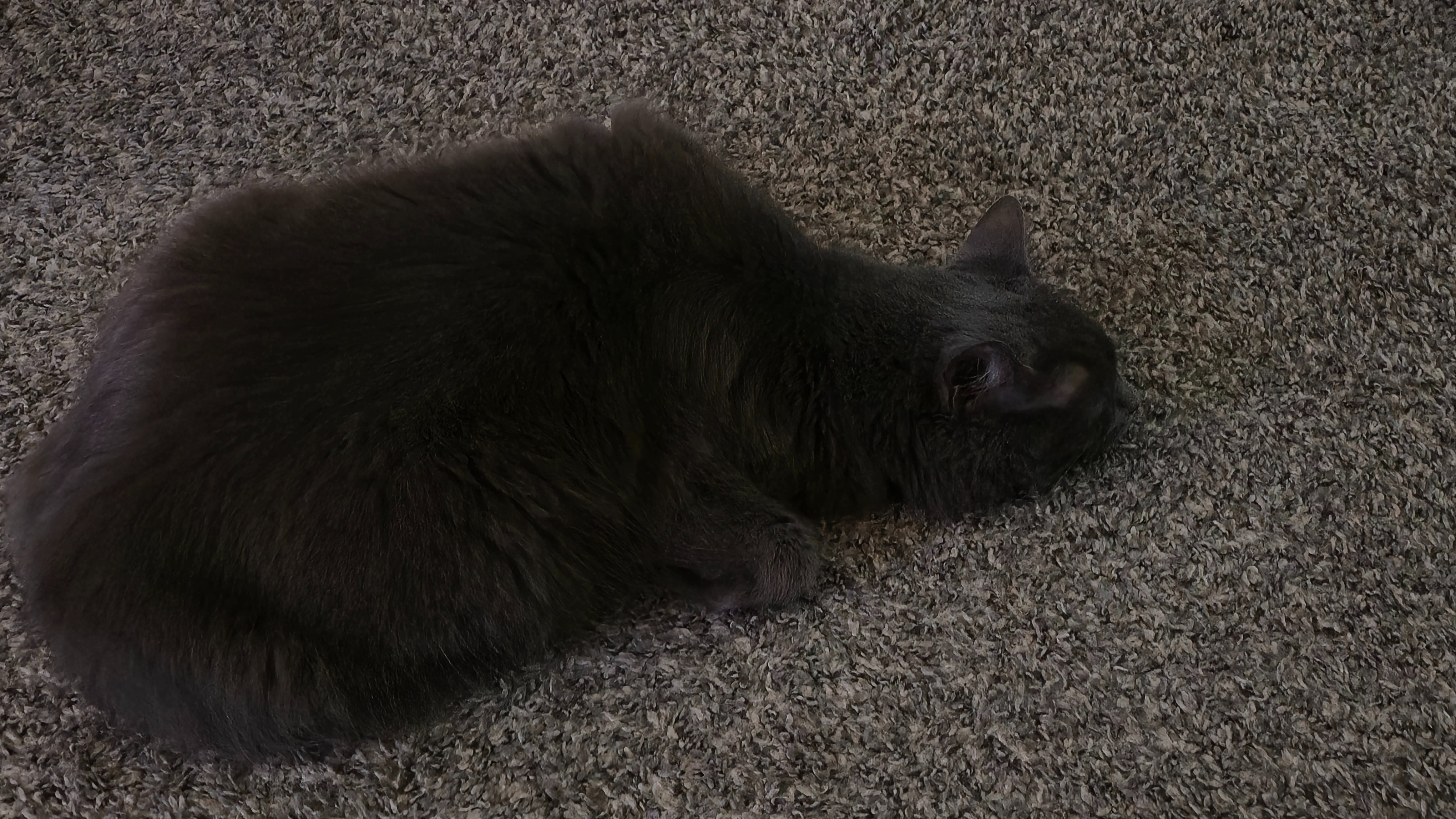 Support for Rent and My Cat's Medical Needs campaign photo, 2 of 8