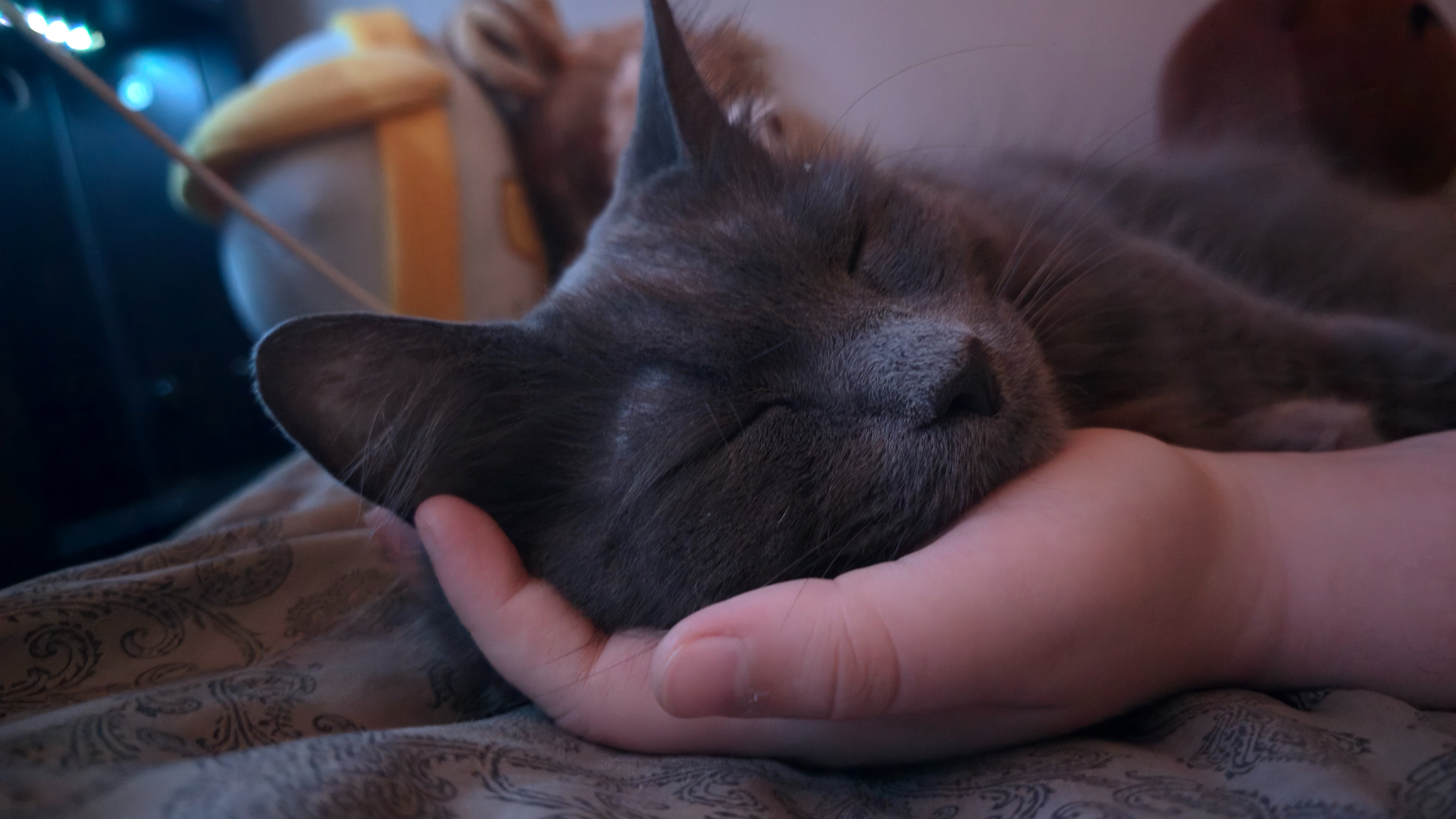 Support for Rent and My Cat's Medical Needs campaign photo, 4 of 8