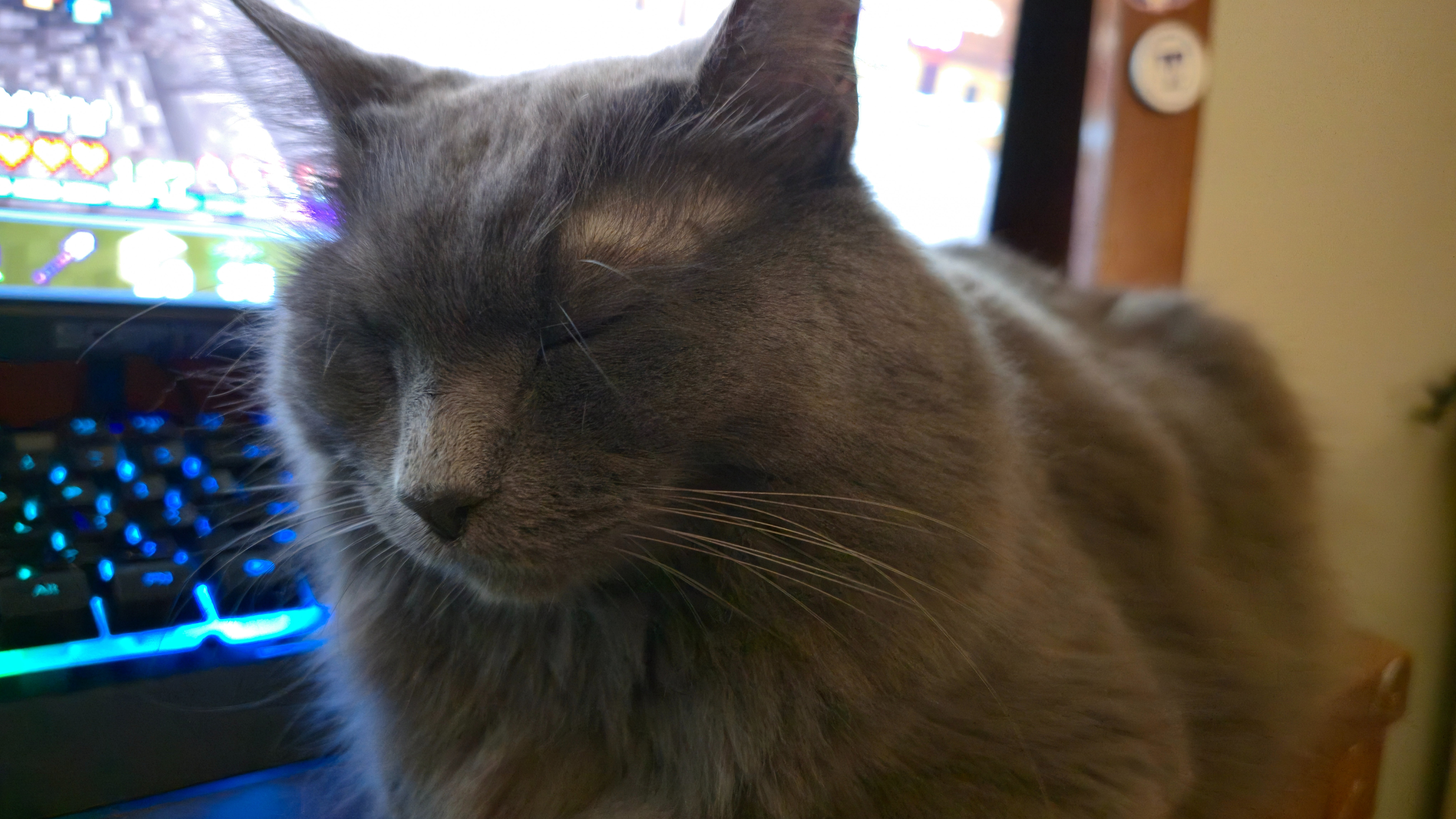 Support for Rent and My Cat's Medical Needs campaign photo, 5 of 8