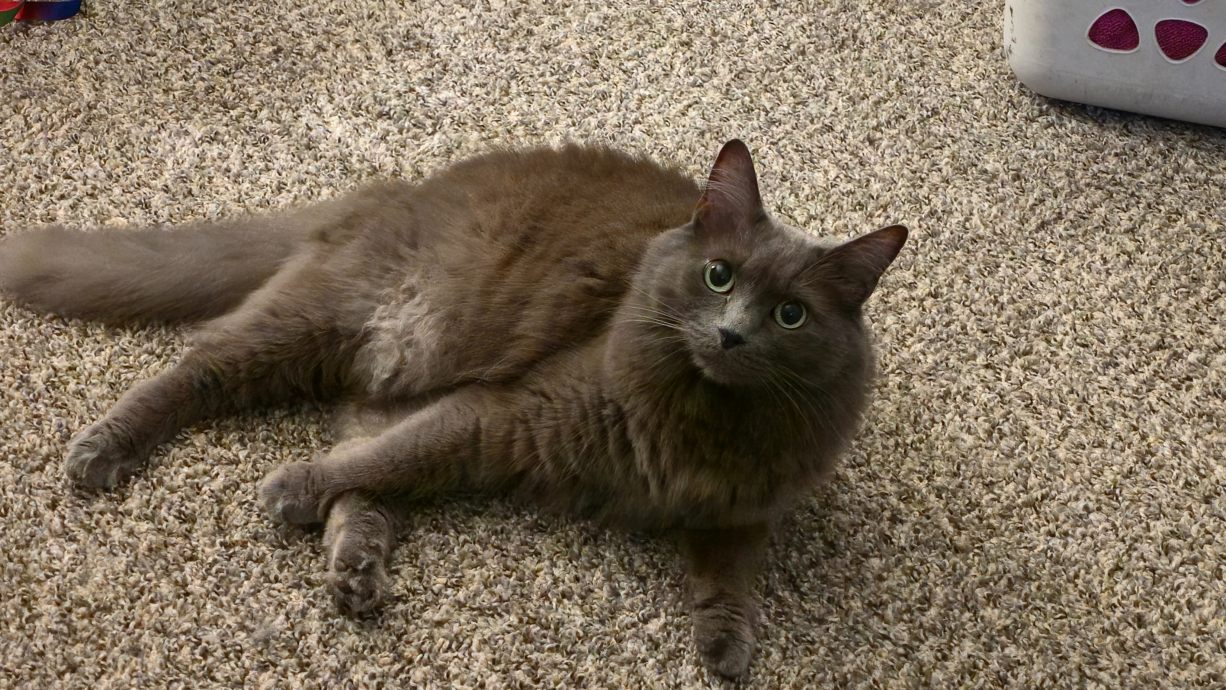 Support for Rent and My Cat's Medical Needs campaign photo, 6 of 8