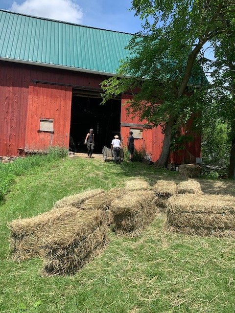 Help Community Farm Survive and Build a Sustainable Future campaign photo, 7 of 8