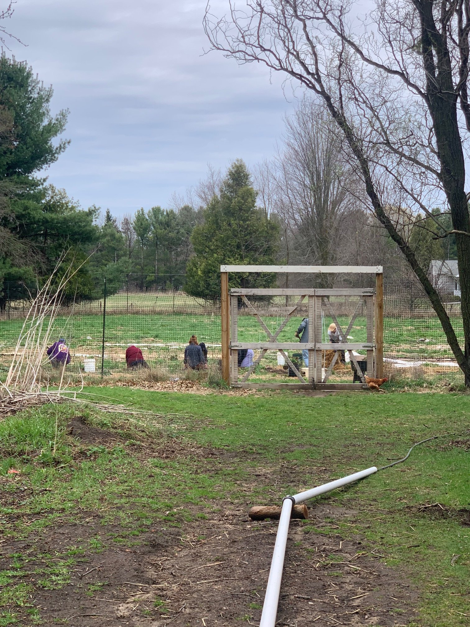 Help Community Farm Survive and Build a Sustainable Future campaign photo, 5 of 8