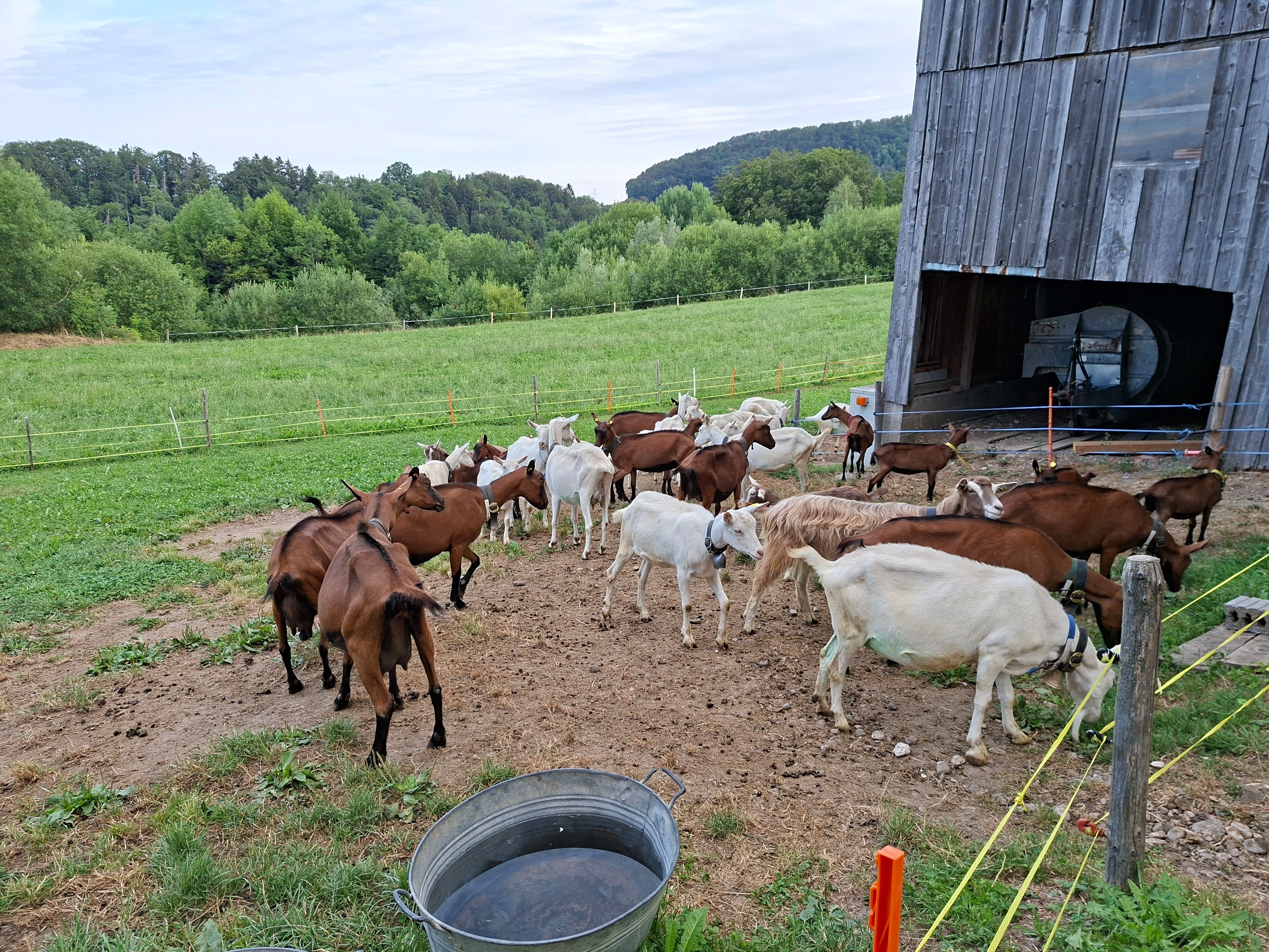 Futter sichern statt Schlachtung – Sauvons nos chèvres campaign photo, 6 of 7
