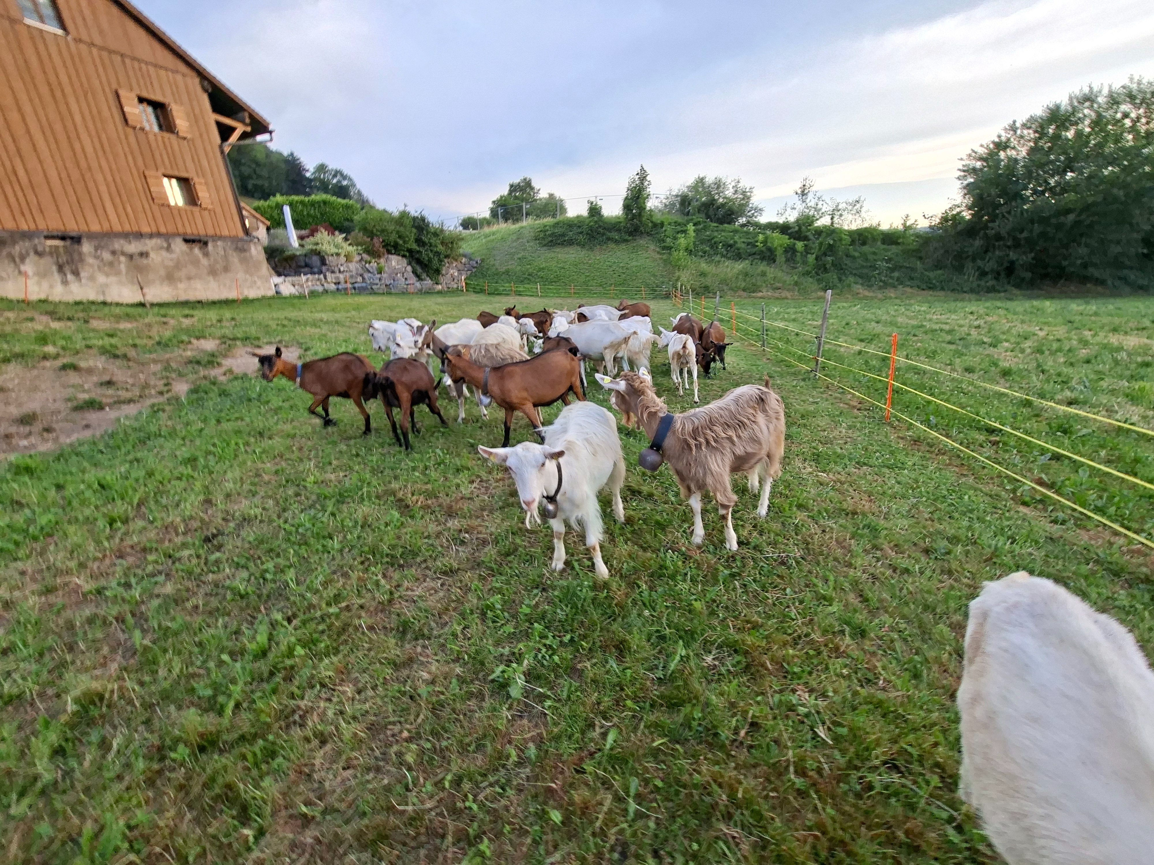 Futter sichern statt Schlachtung – Sauvons nos chèvres campaign photo, 2 of 7