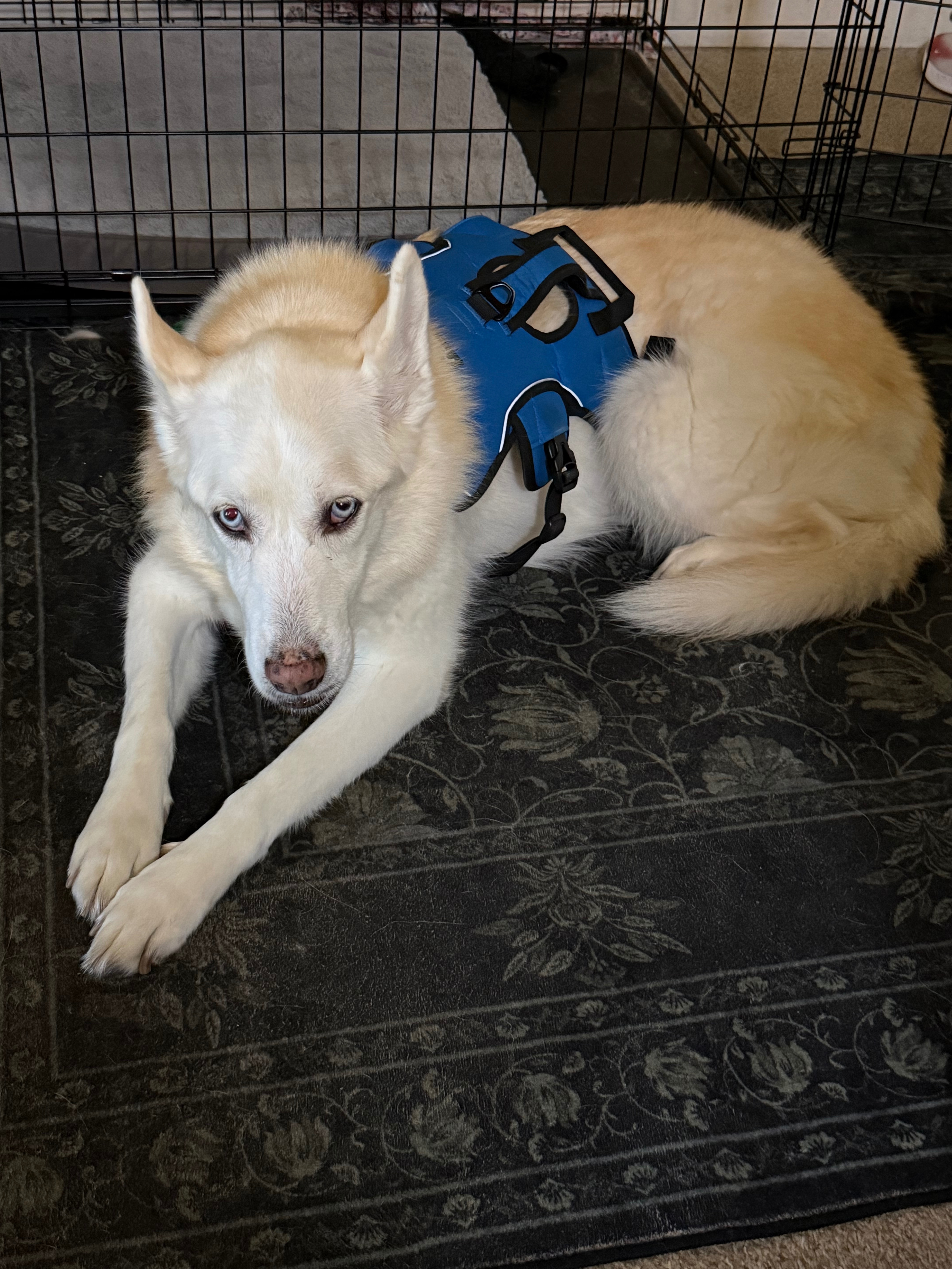 Help Kona Get Cancer Treatment and Care campaign photo, 4 of 5