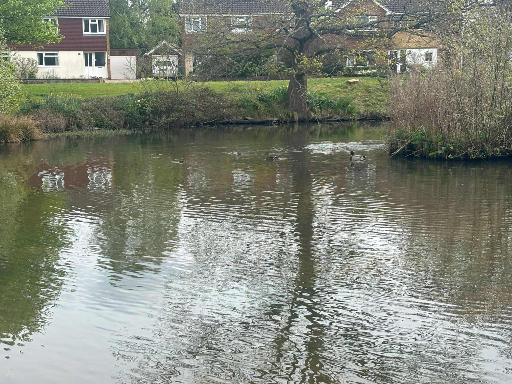 De-Silting our local community pond campaign photo, 4 of 8