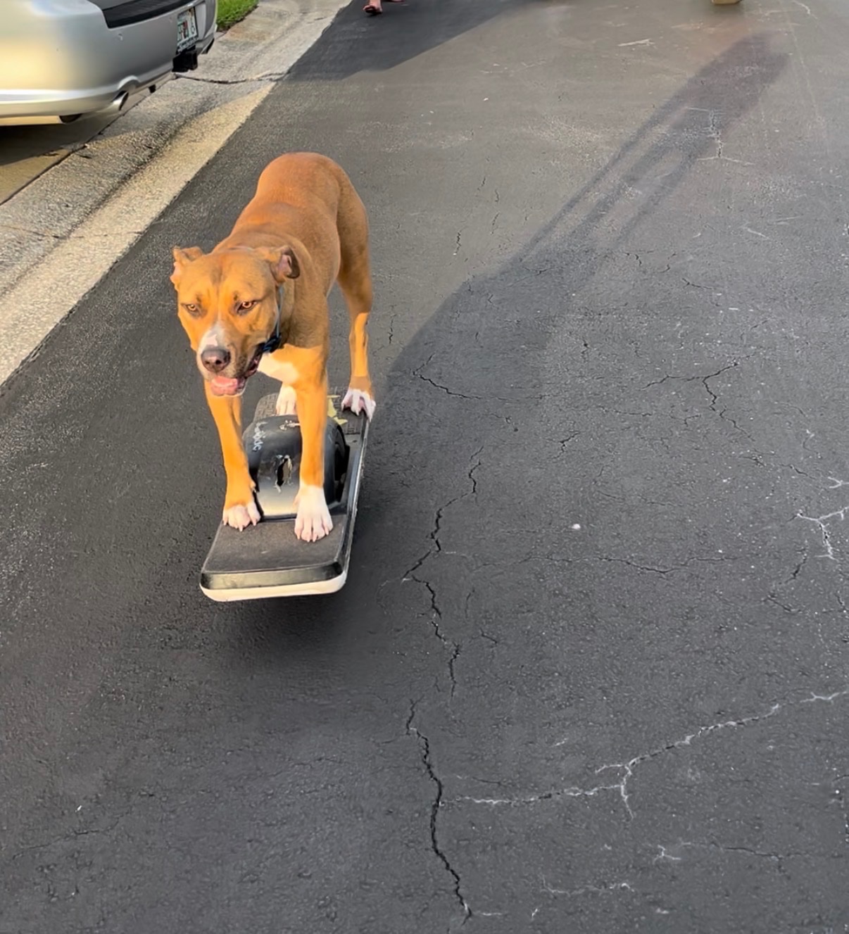 help potato get TPLO surgery campaign photo, 4 of 5