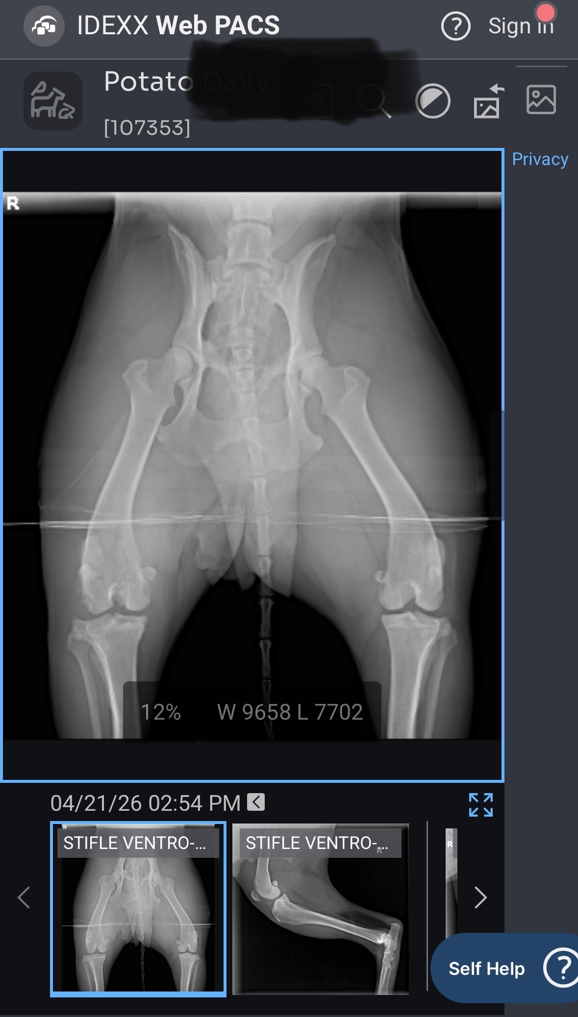 help potato get TPLO surgery campaign photo, 2 of 5
