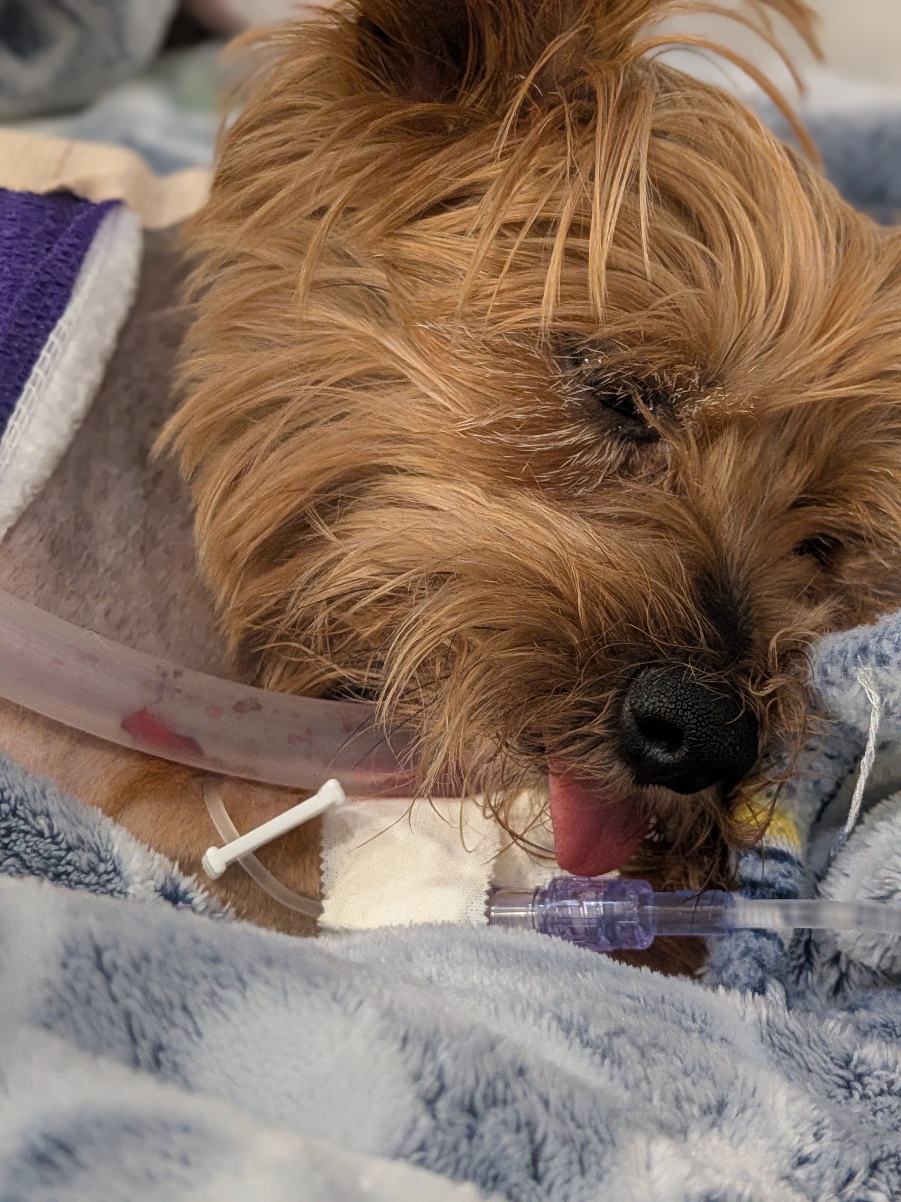 Help Zoey Recover After Alligator Attack campaign photo, 2 of 8
