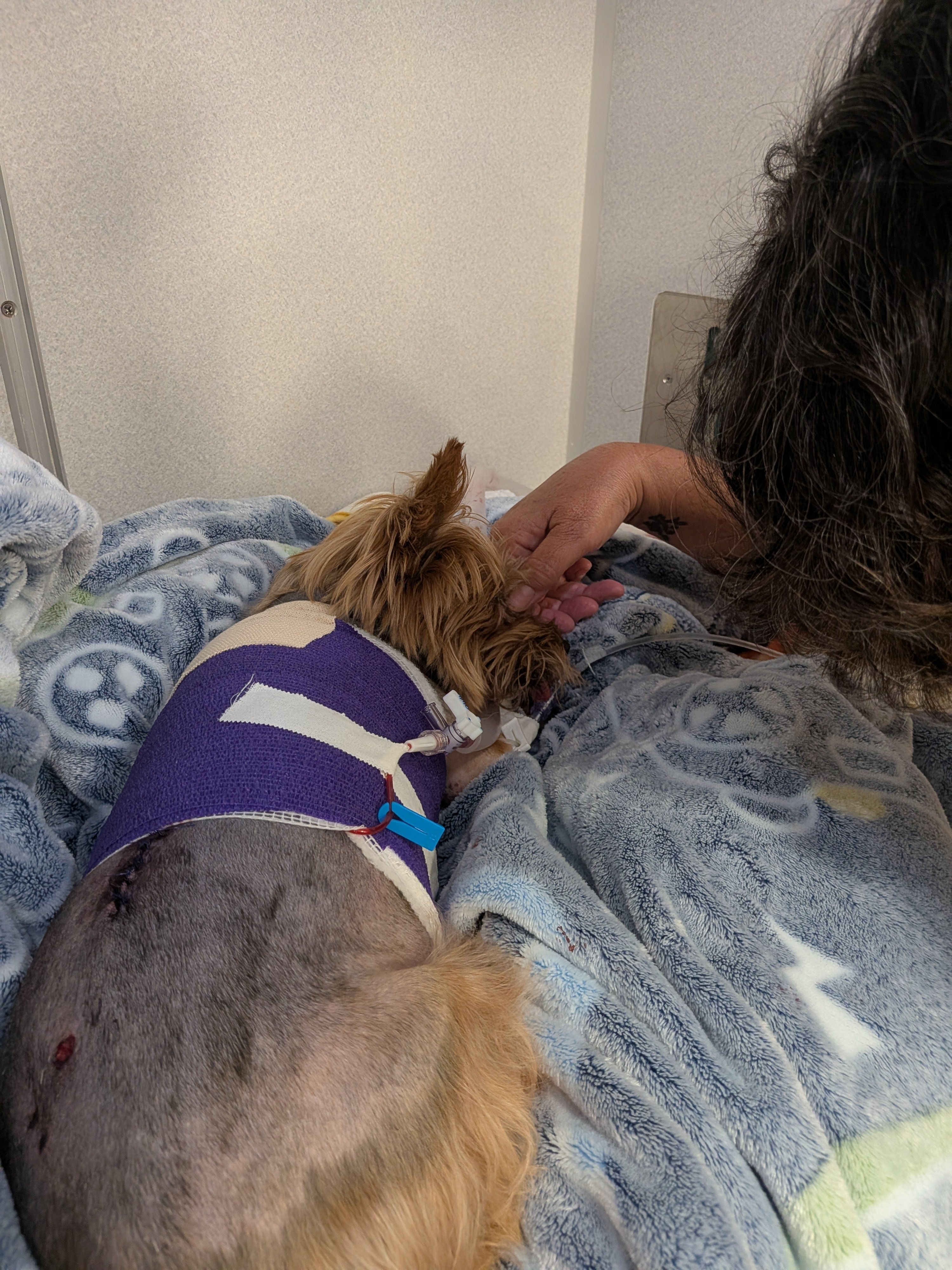 Help Zoey Recover After Alligator Attack campaign photo, 4 of 8