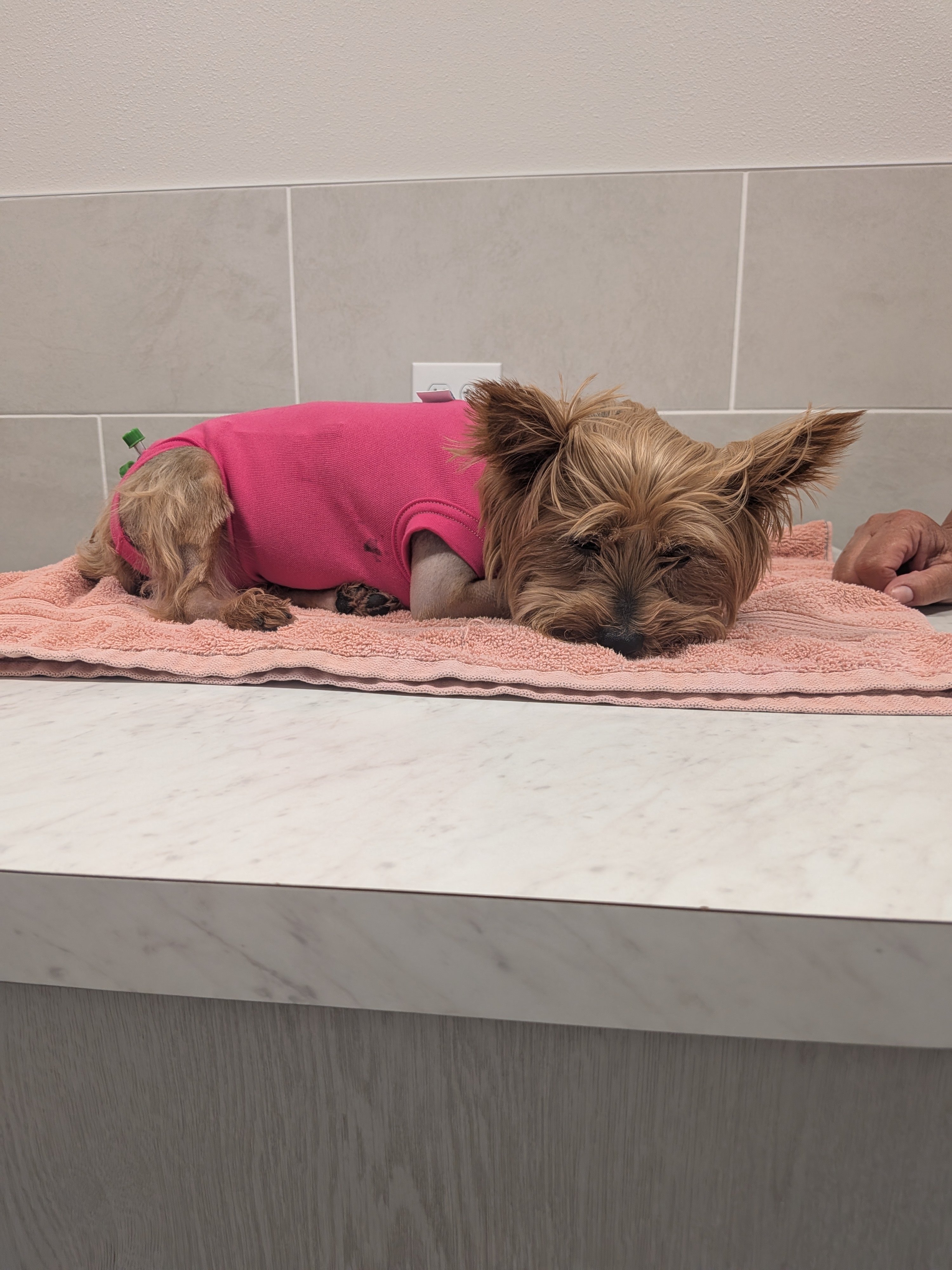 Help Zoey Recover After Alligator Attack campaign photo, 5 of 8