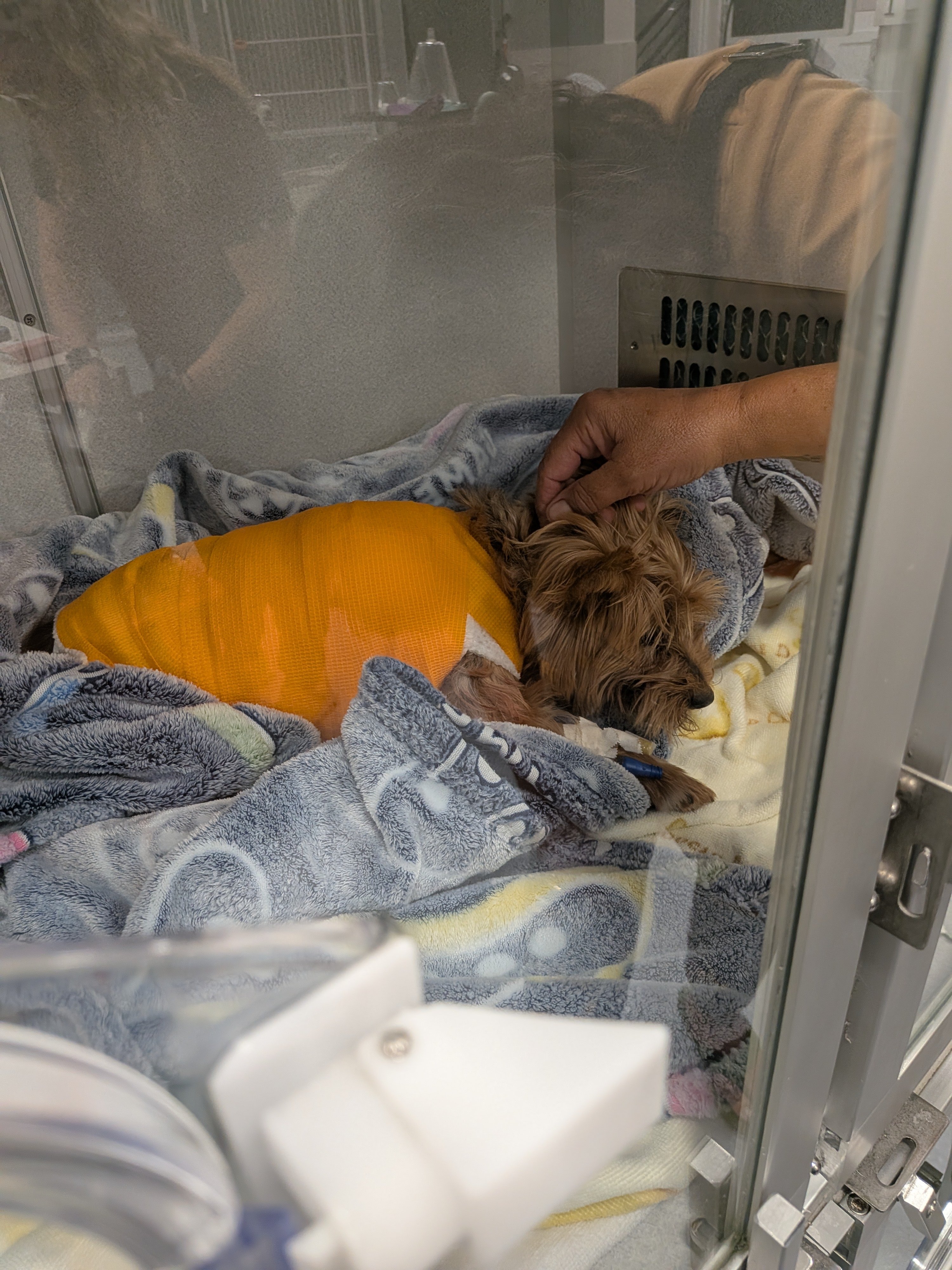 Help Zoey Recover After Alligator Attack campaign photo, 6 of 8