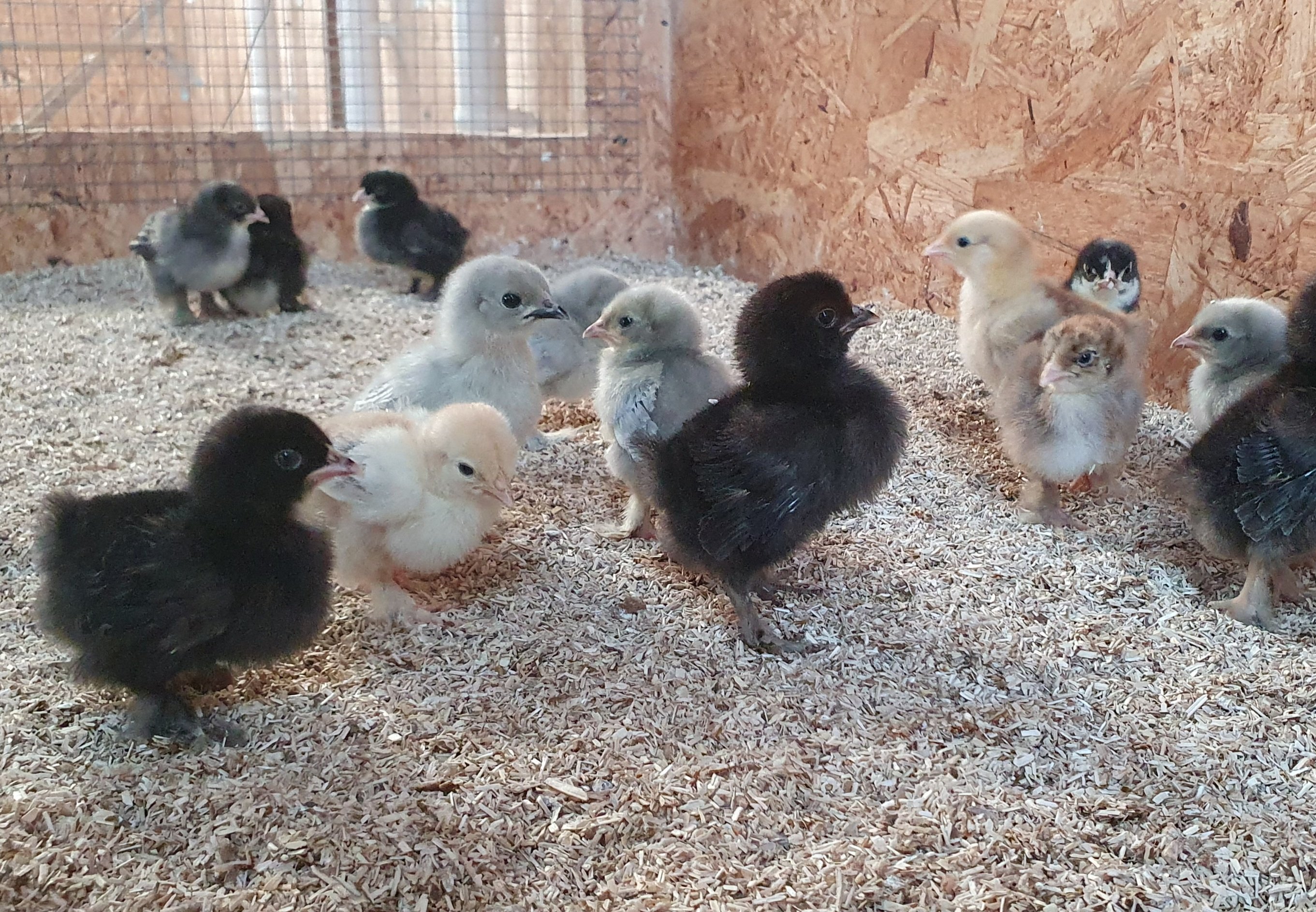 Help Dreamacre Care Farm Make Dreams Come True campaign photo, 2 of 7