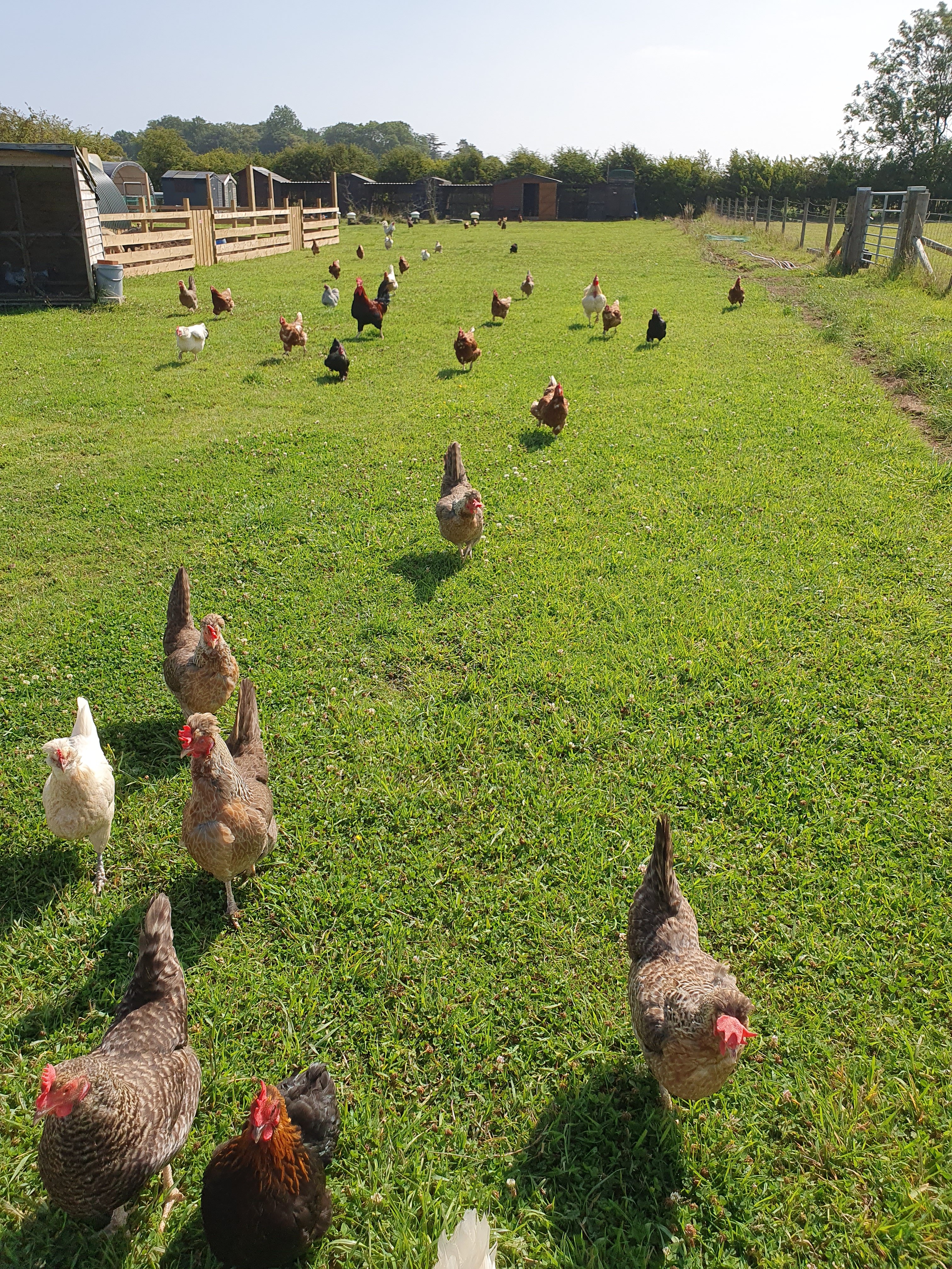 Help Dreamacre Care Farm Make Dreams Come True campaign photo, 4 of 7