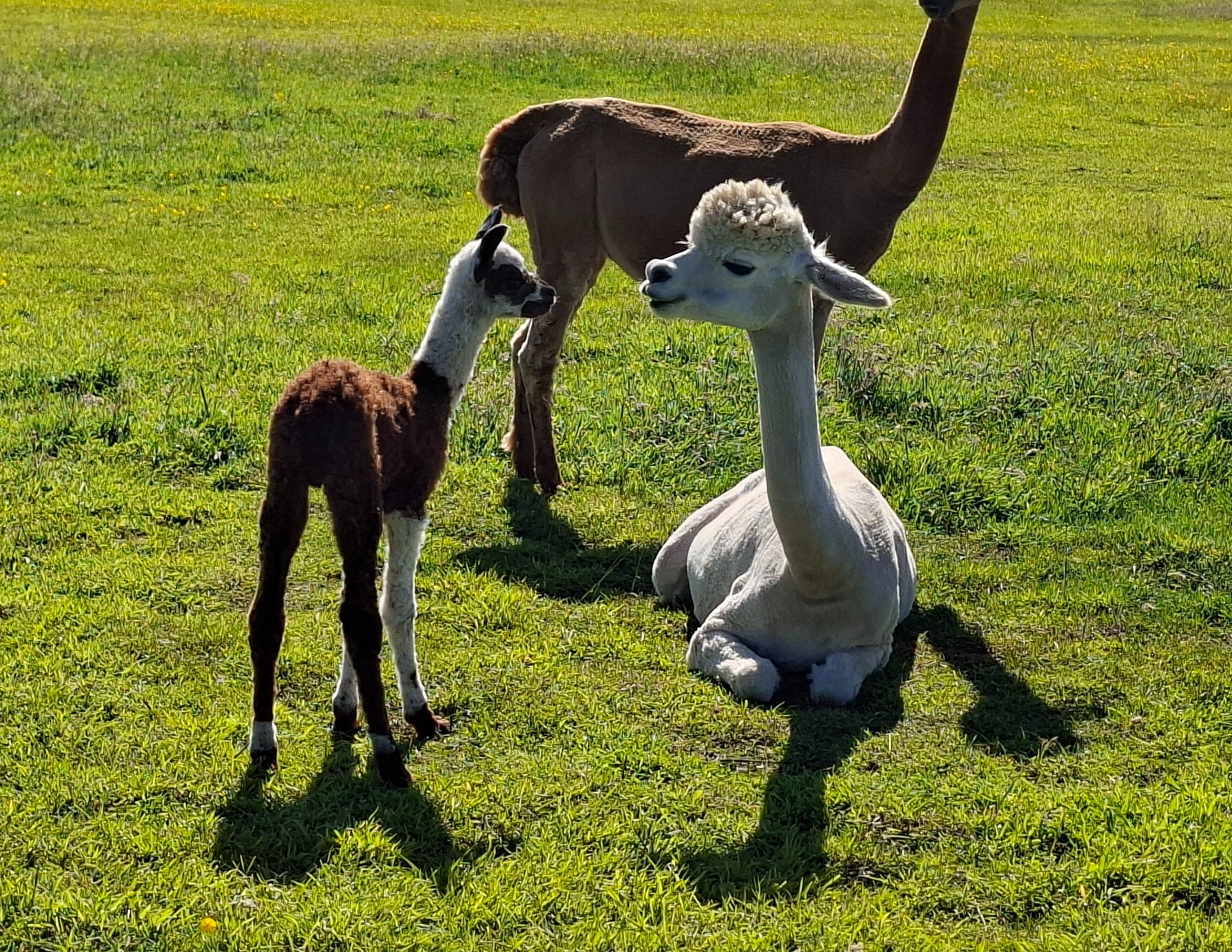 Help Dreamacre Care Farm Make Dreams Come True campaign photo, 5 of 7
