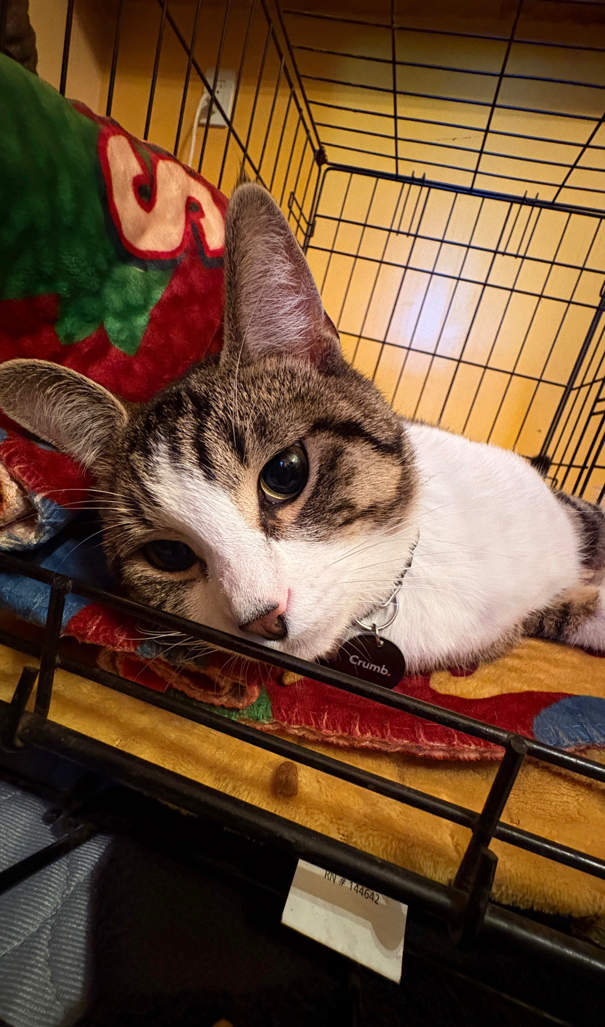 Help Us Save Our Beloved Cat campaign photo, 2 of 8