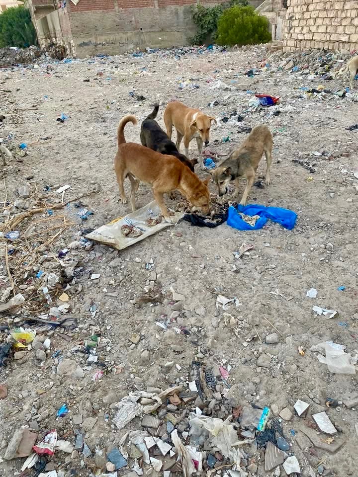Help Rasha feed her animals in August please campaign photo, 2 of 5