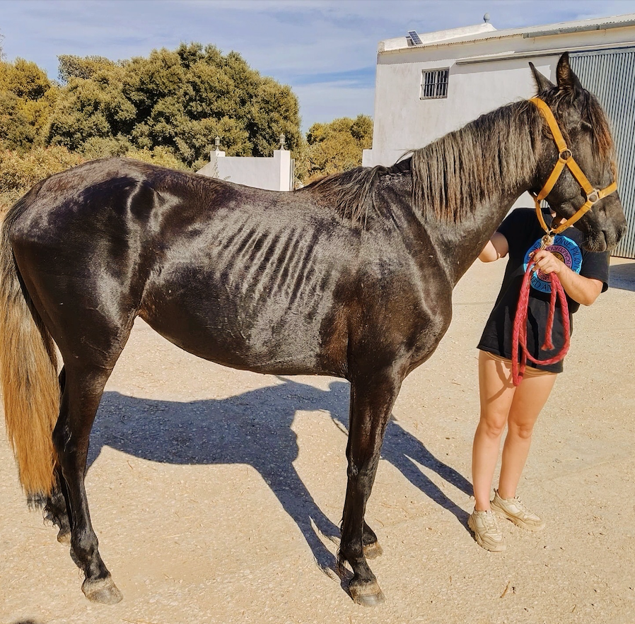 Support Our Equine Rescue's Annual Hay Fund campaign photo, 2 of 8
