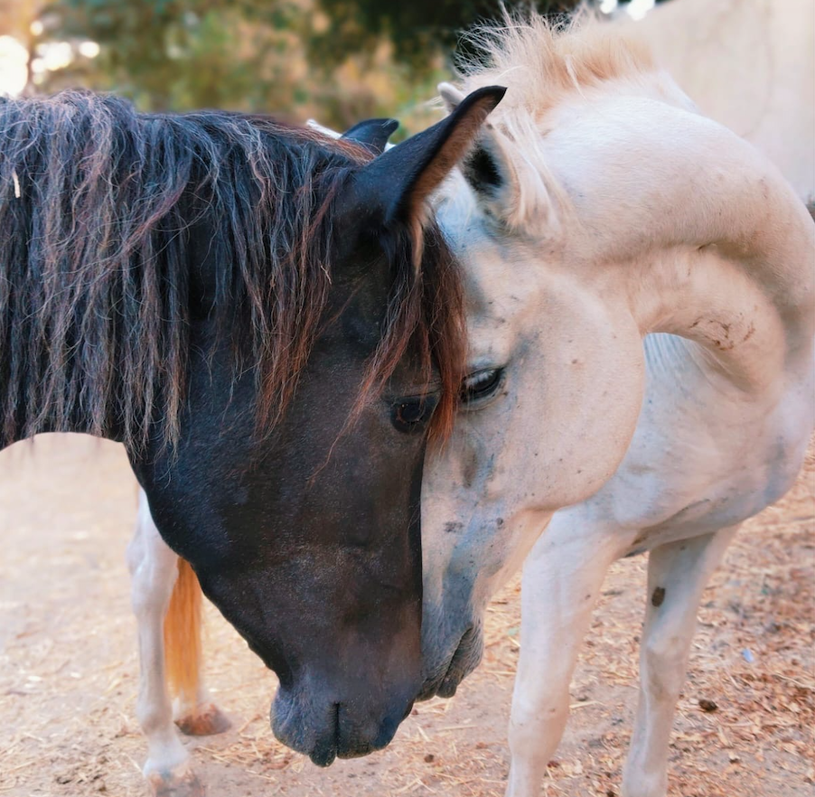 Support Our Equine Rescue's Annual Hay Fund campaign photo, 4 of 8