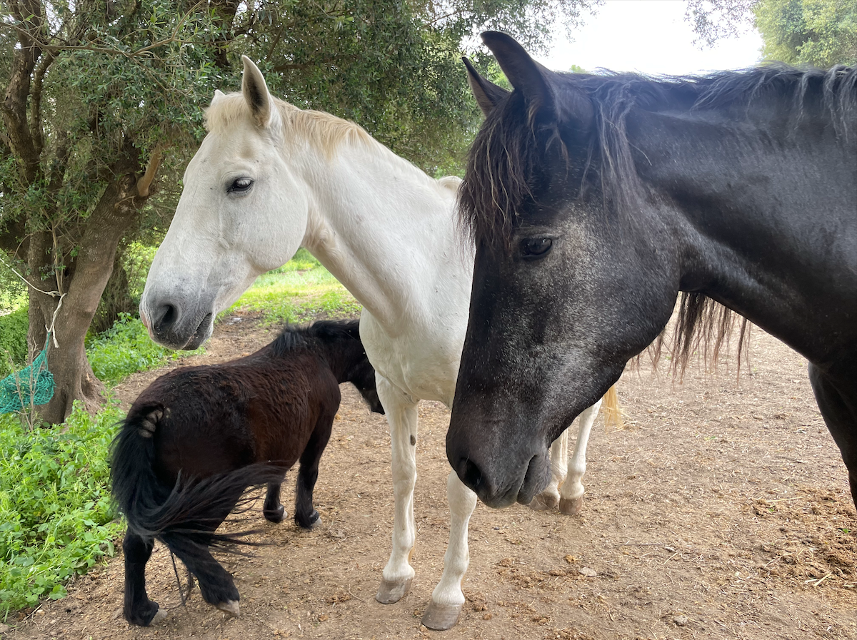 Support Our Equine Rescue's Annual Hay Fund campaign photo, 5 of 8
