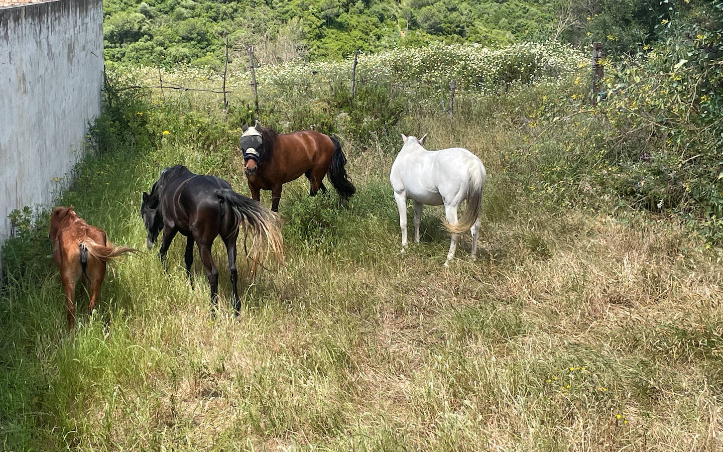 Support Our Equine Rescue's Annual Hay Fund campaign photo, 6 of 8