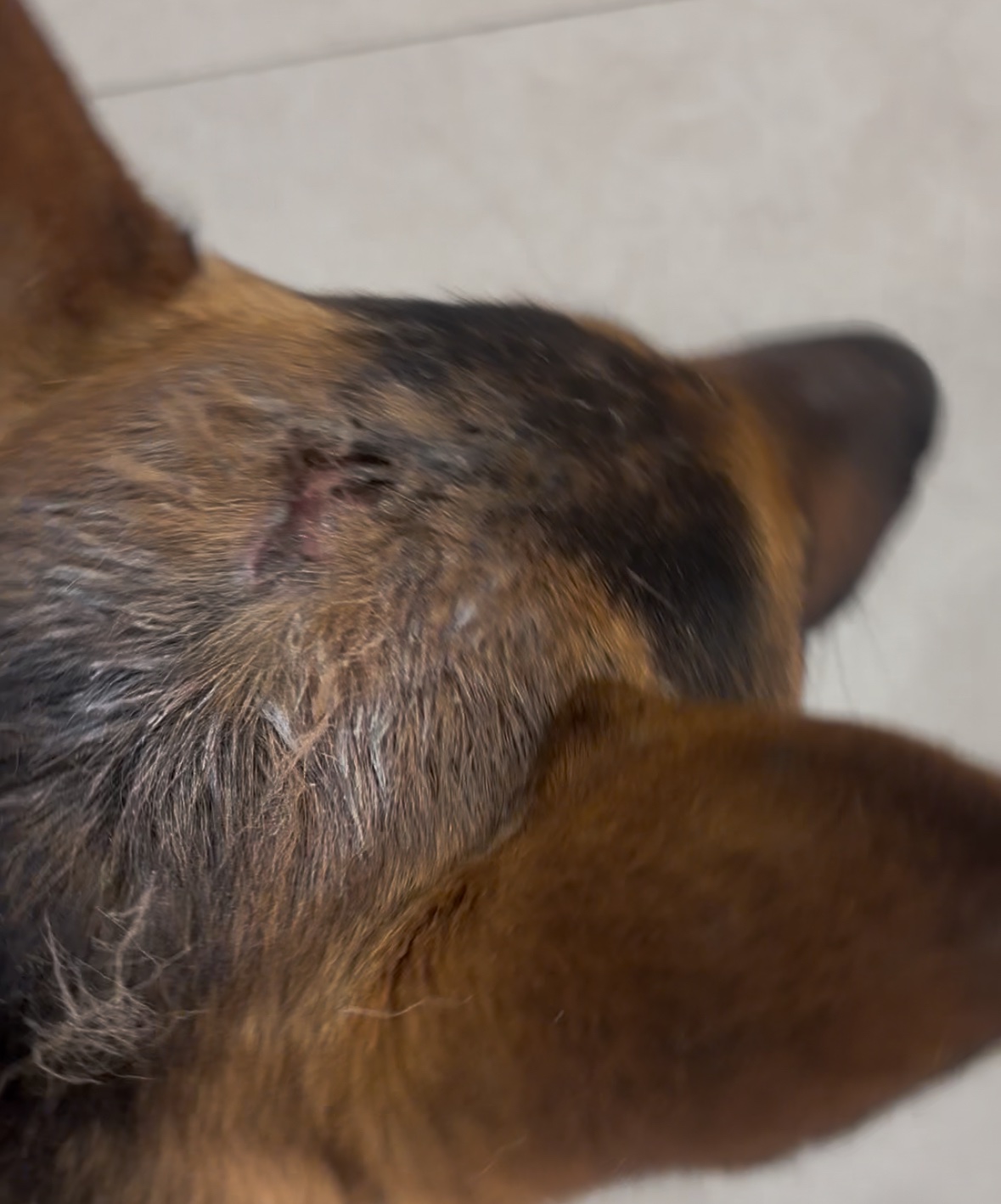 Help Oakley Heal After His Trabuco Canyon Rescue campaign photo, 7 of 8