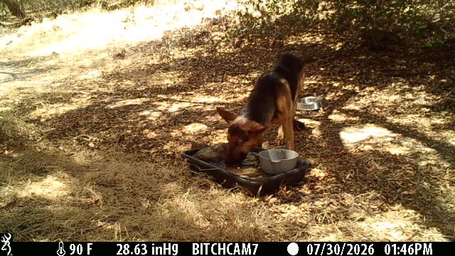 Help Oakley Heal After His Trabuco Canyon Rescue campaign photo, 2 of 8