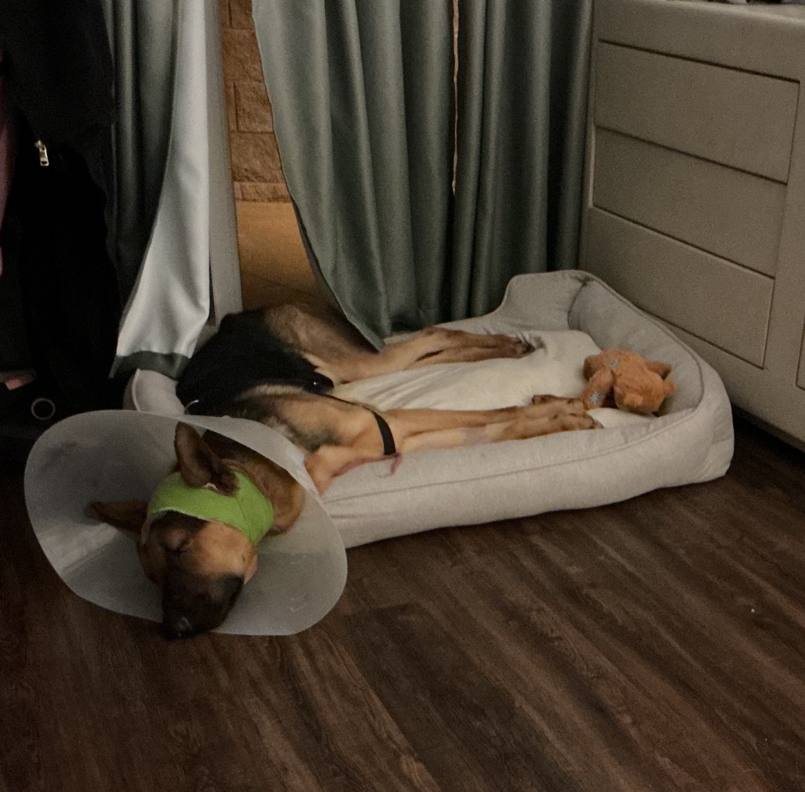 Help Oakley Heal After His Trabuco Canyon Rescue campaign photo, 5 of 8