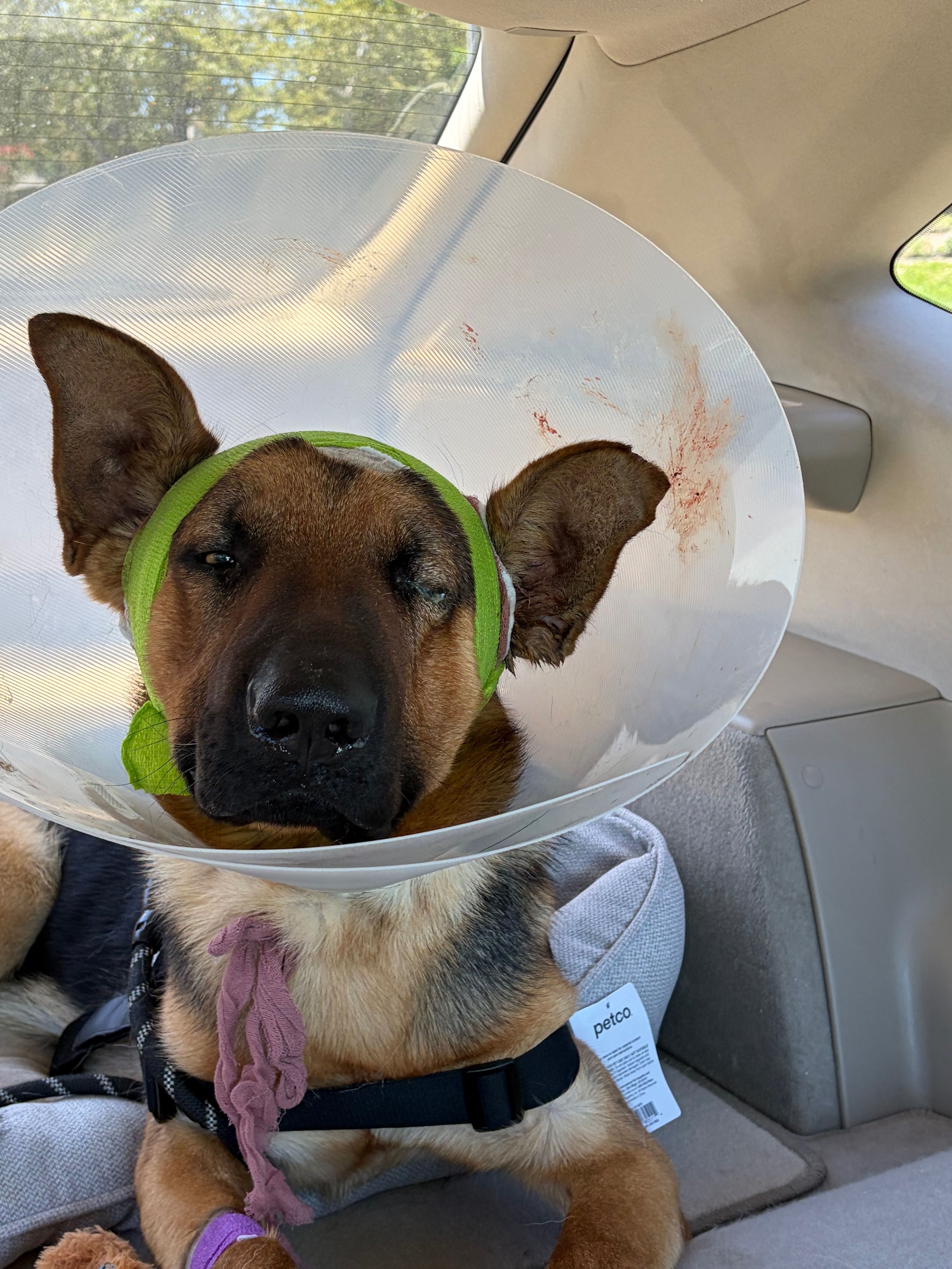 Help Oakley Heal After His Trabuco Canyon Rescue campaign photo, 6 of 8