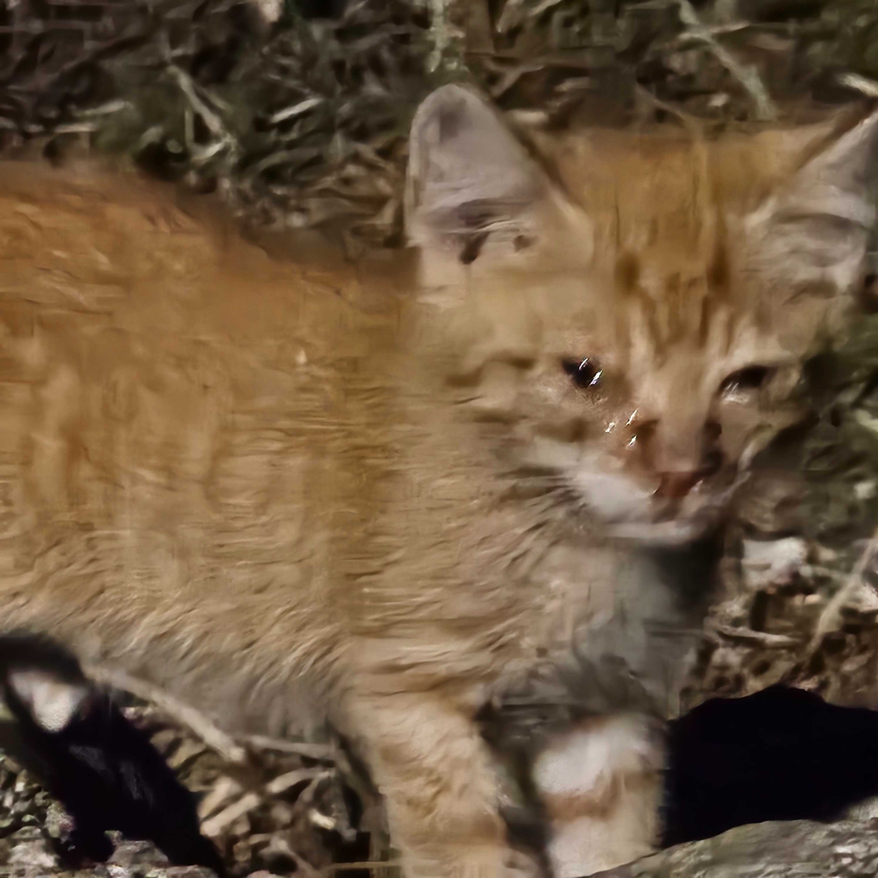 Aiutiamo i gatti di Zante campaign photo, 7 of 8