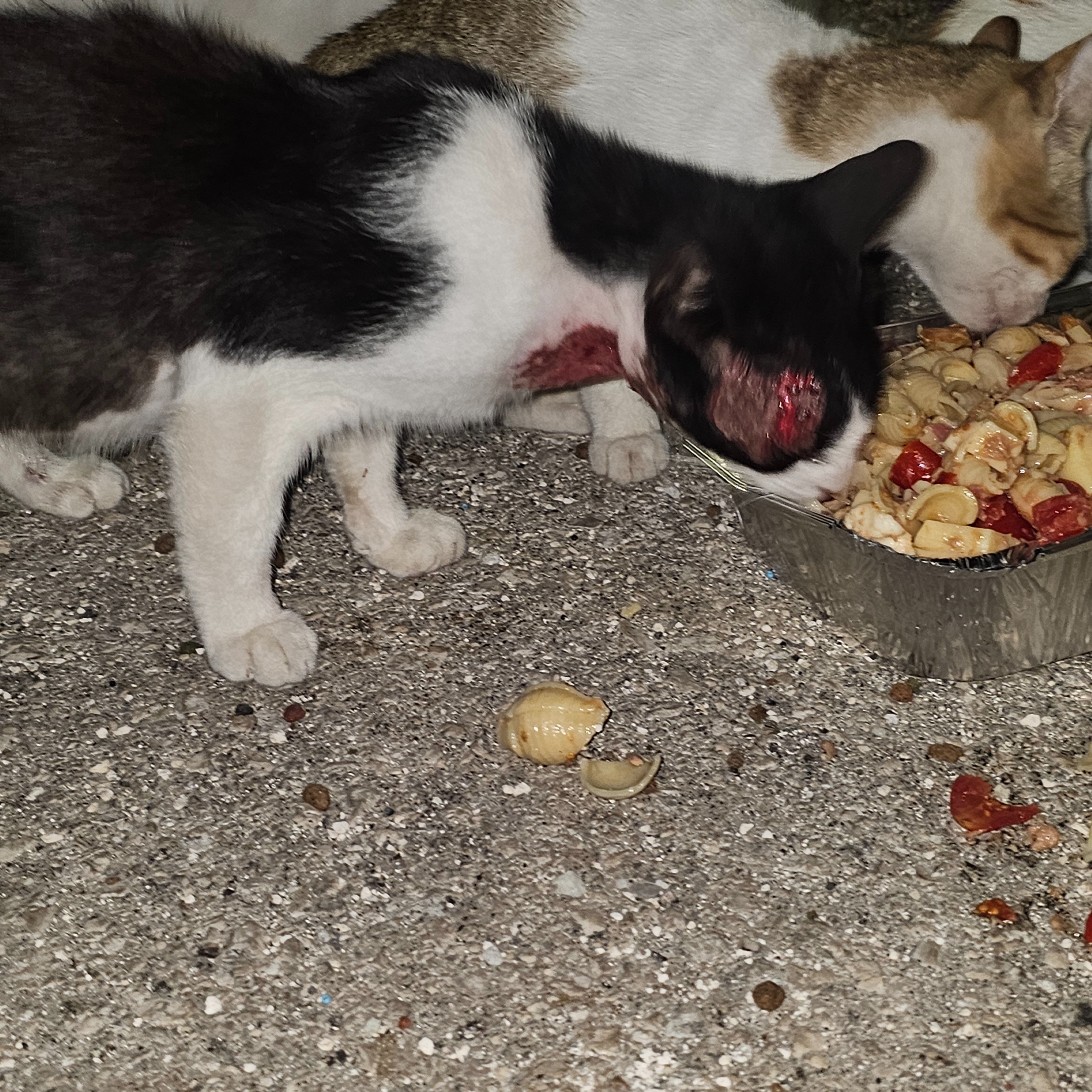 Aiutiamo i gatti di Zante campaign photo, 2 of 8