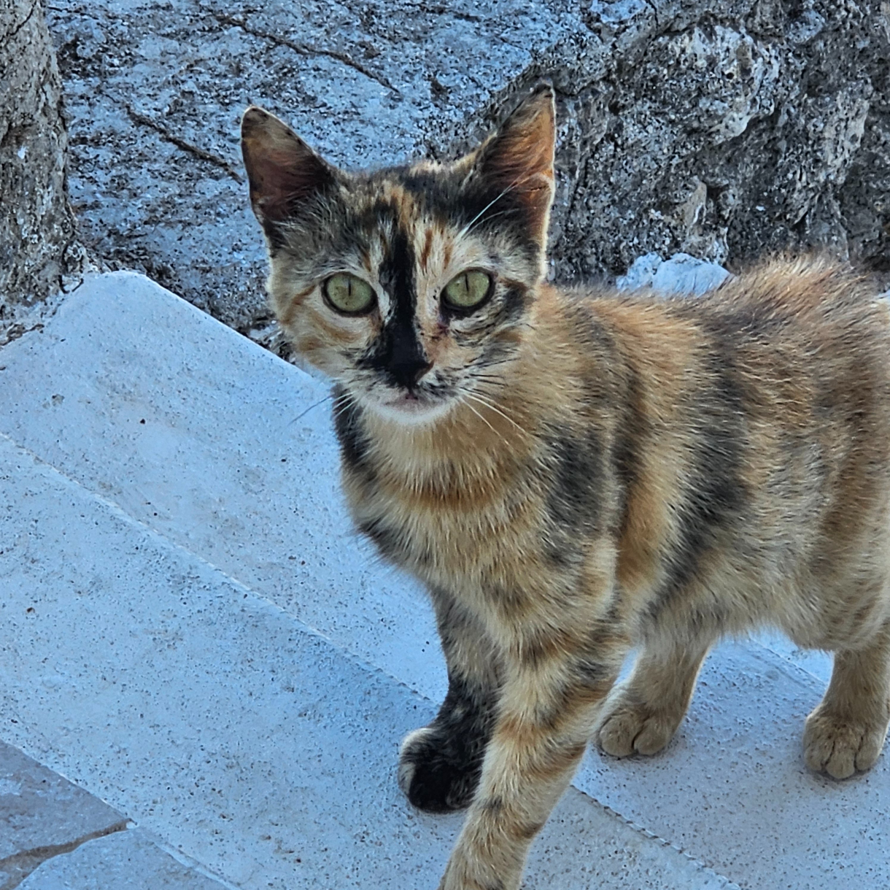 Aiutiamo i gatti di Zante campaign photo, 4 of 8