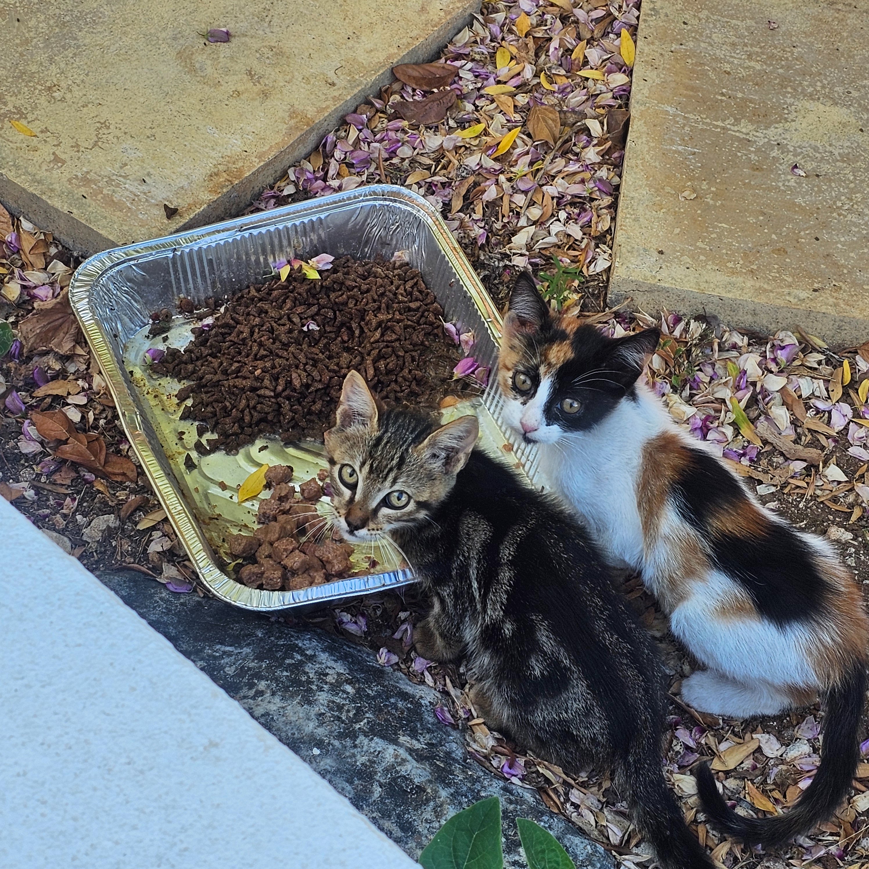 Aiutiamo i gatti di Zante campaign photo, 5 of 8