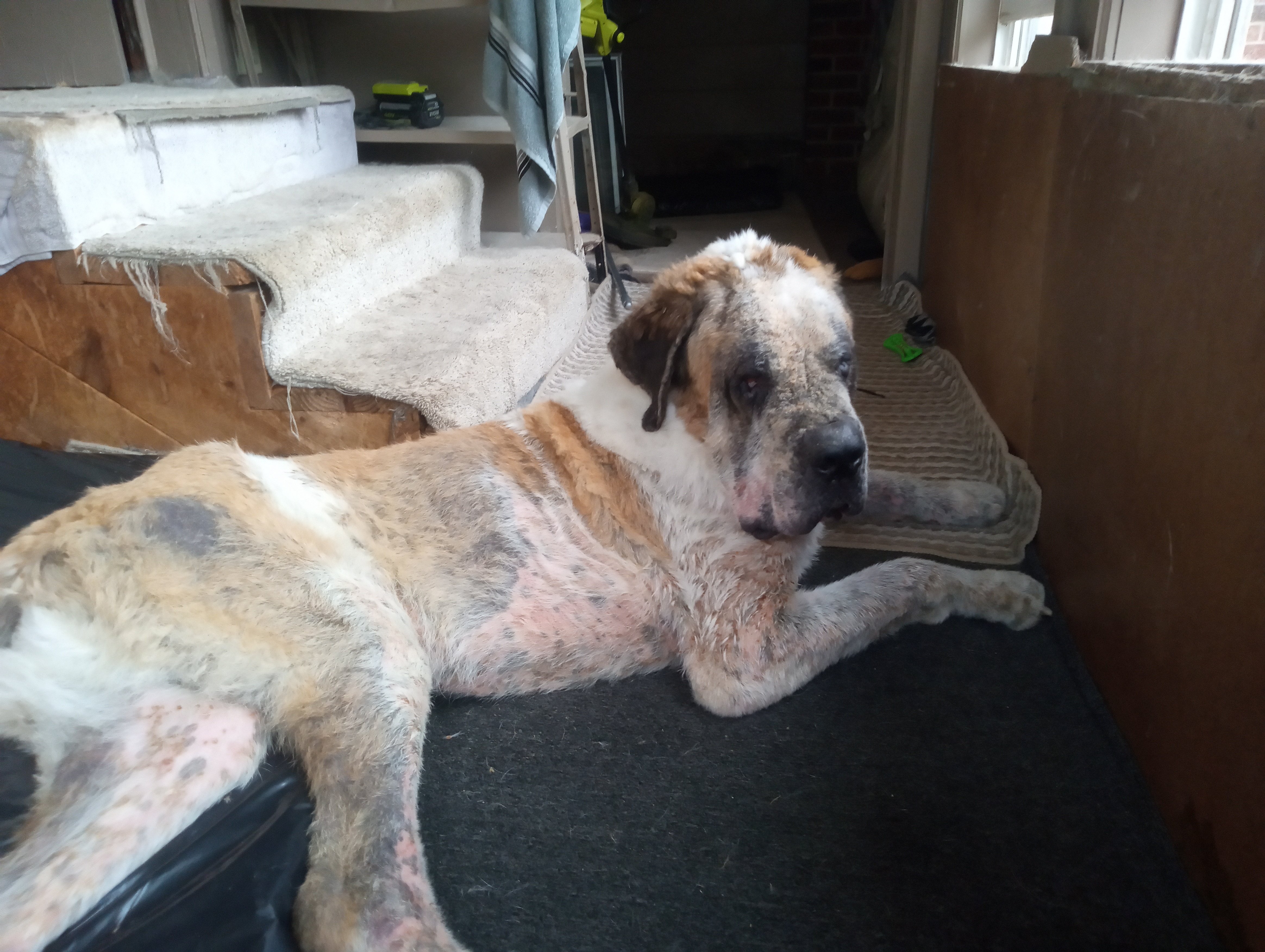 Help Lisa Care for Her Beloved Saint Bernard campaign photo, 7 of 8