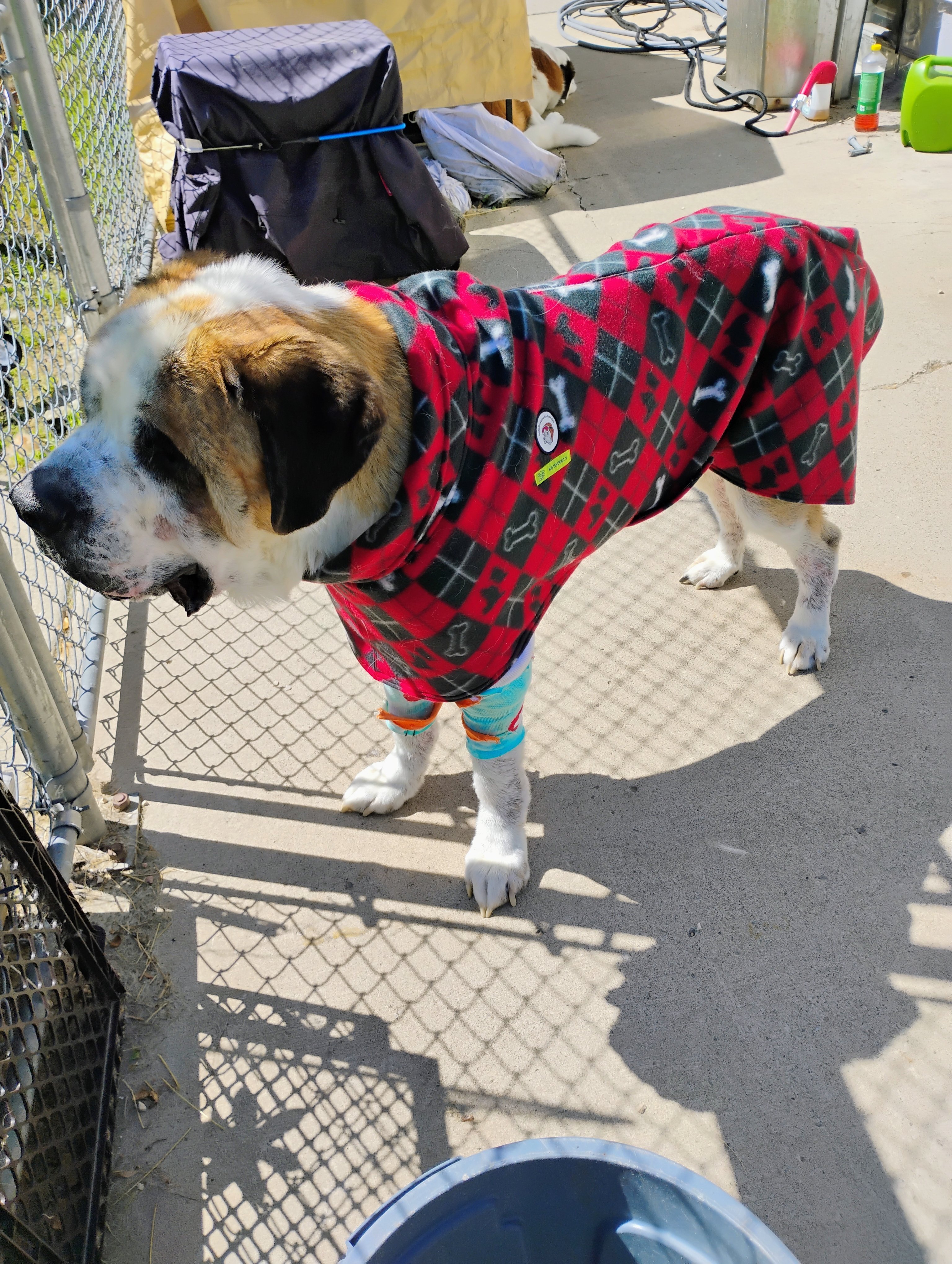 Help Lisa Care for Her Beloved Saint Bernard campaign photo, 2 of 8